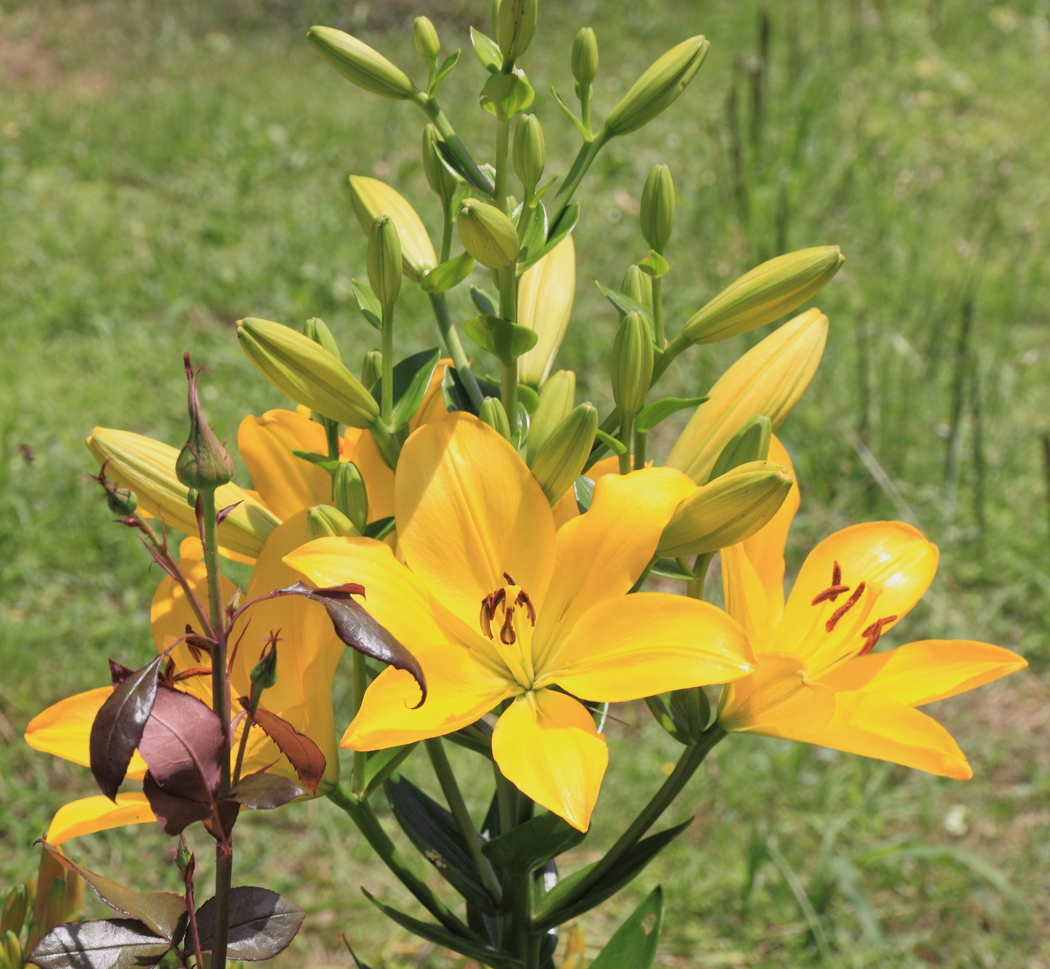 2014 Suchum, Ogród botaniczny (33)