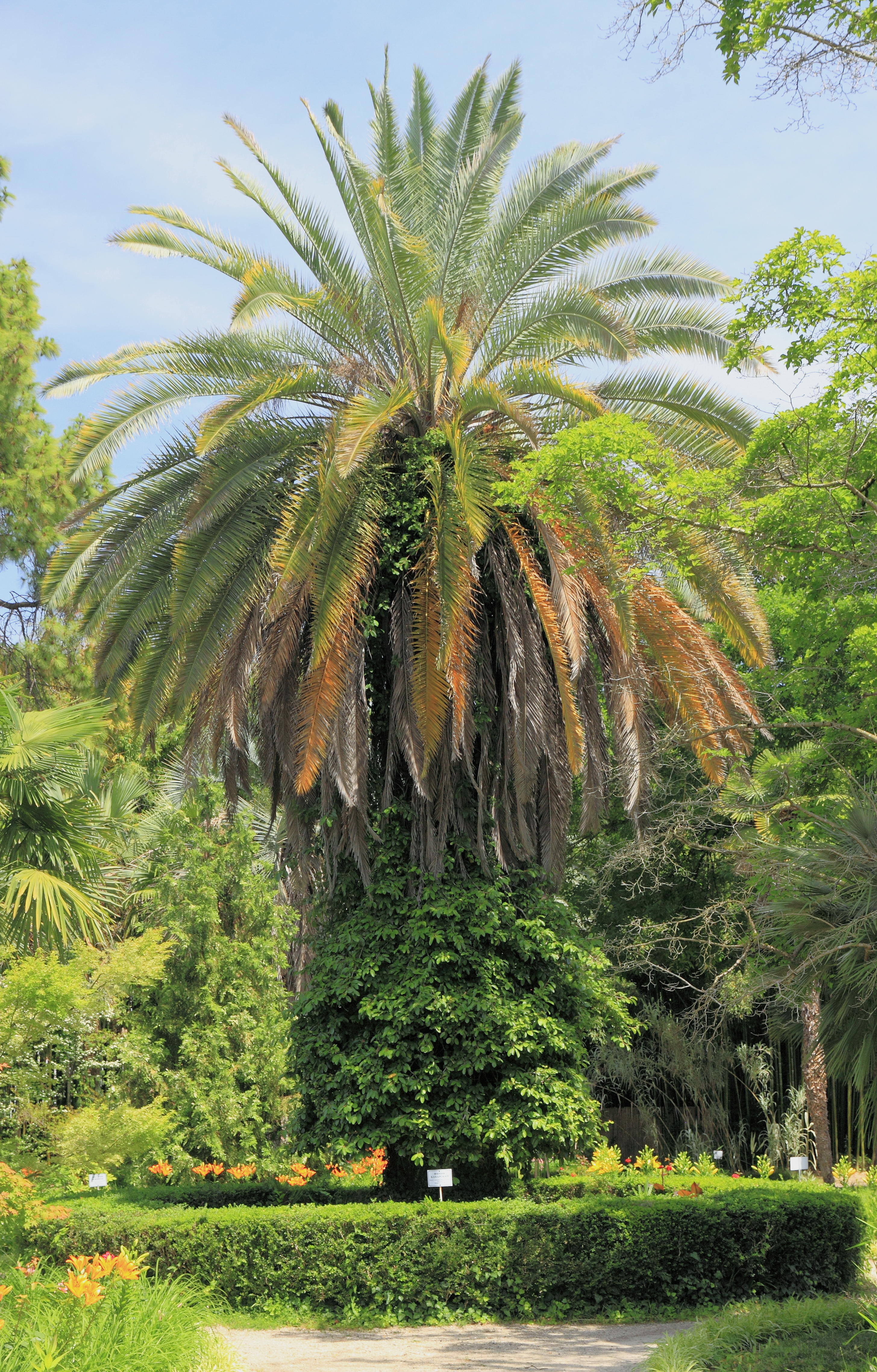 2014 Suchum, Ogród botaniczny (39)