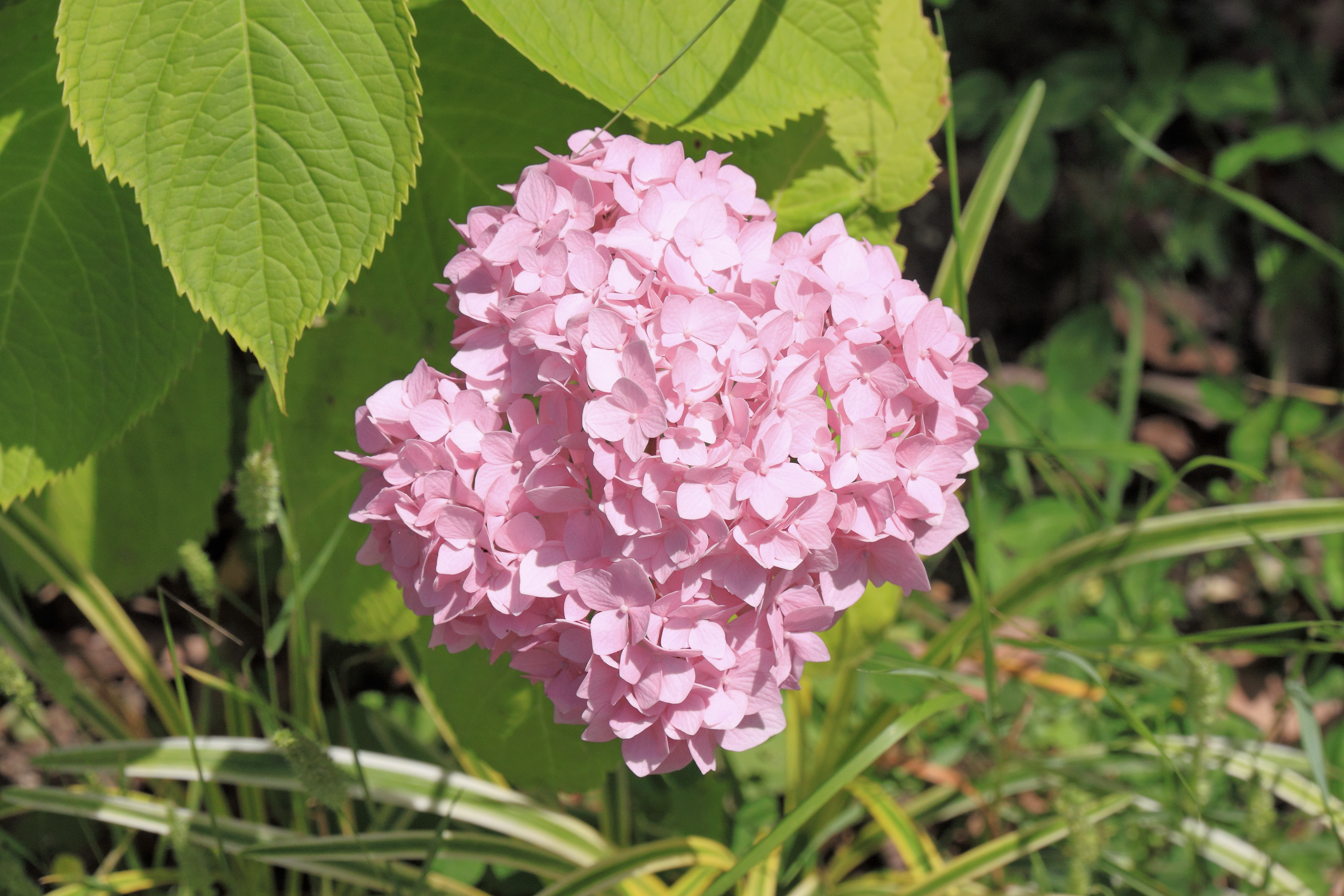 2014 Suchum, Ogród botaniczny (42)