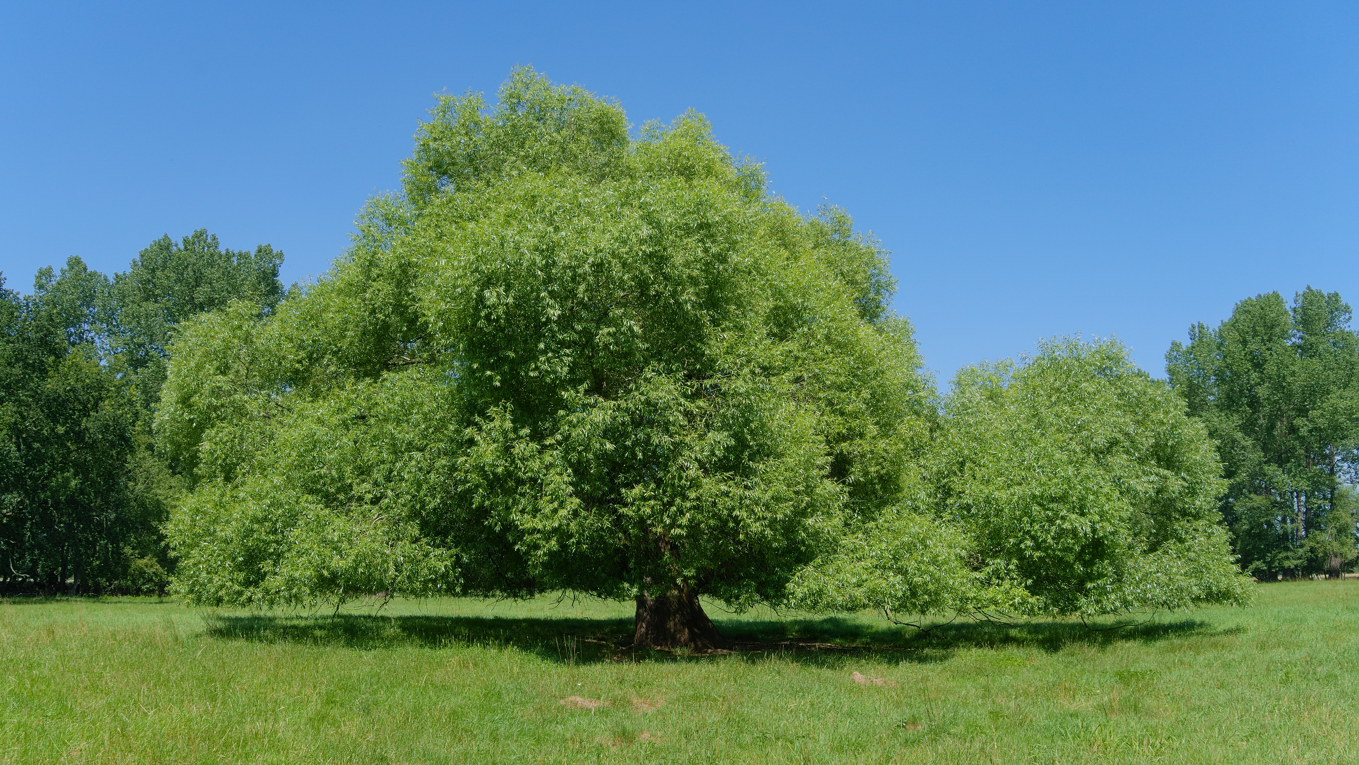 2015.07.07.-16-Mulde Eilenburg--Bruch-Weide