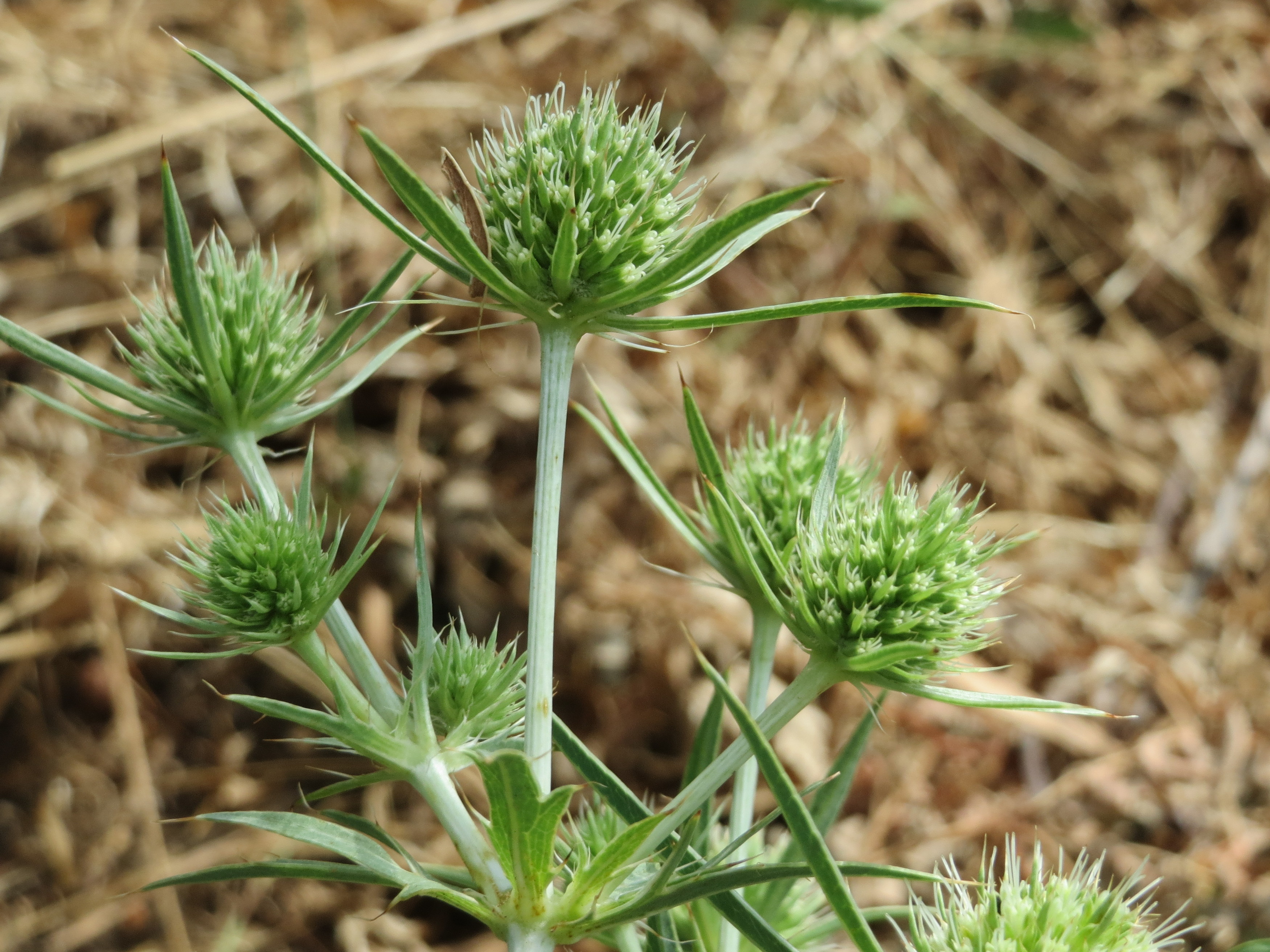 20150722Eryngium campestre10