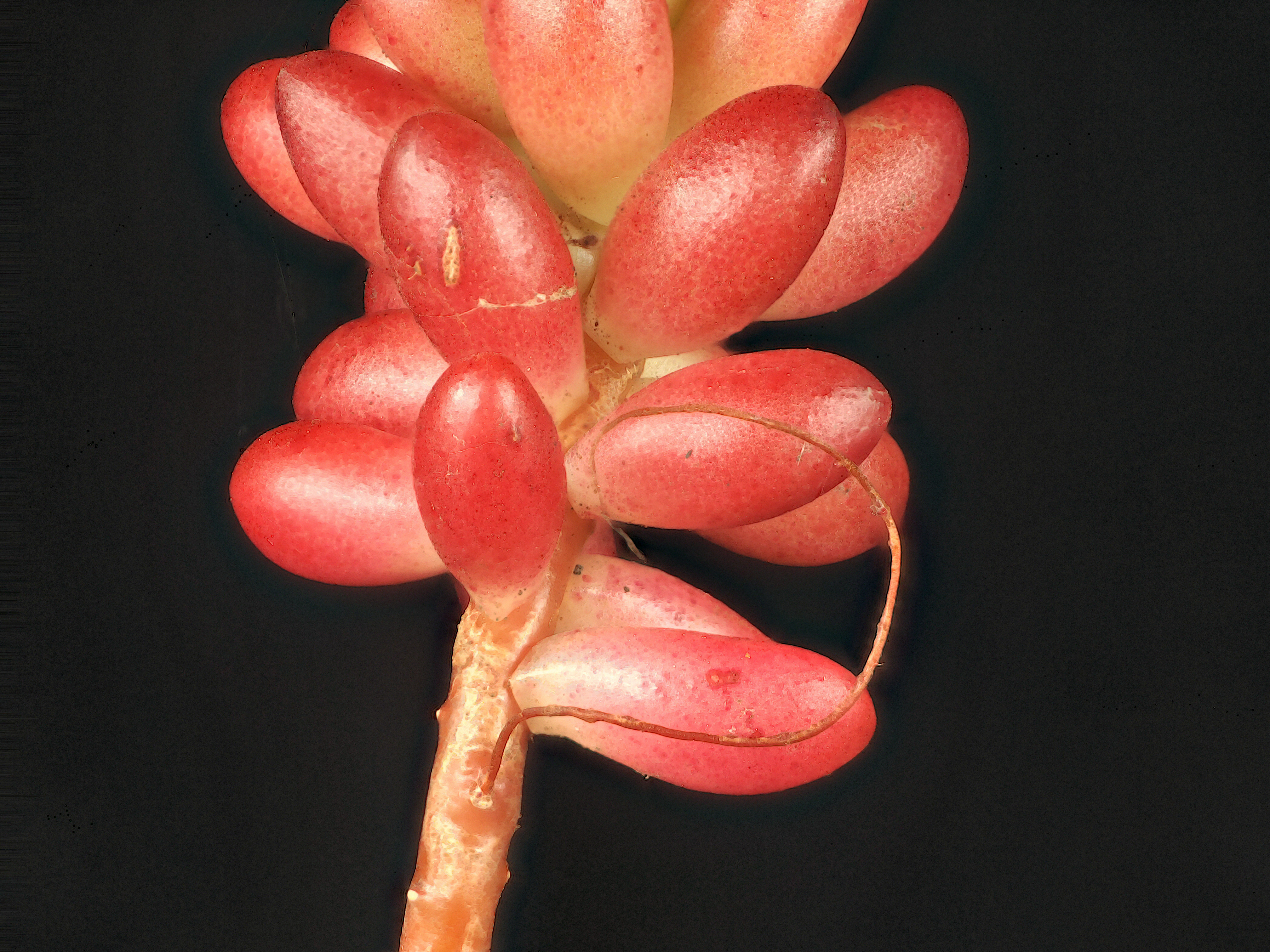 2015-05-30-15.34.14 ZS PMax Sedum rubrotinctum (18284698481)