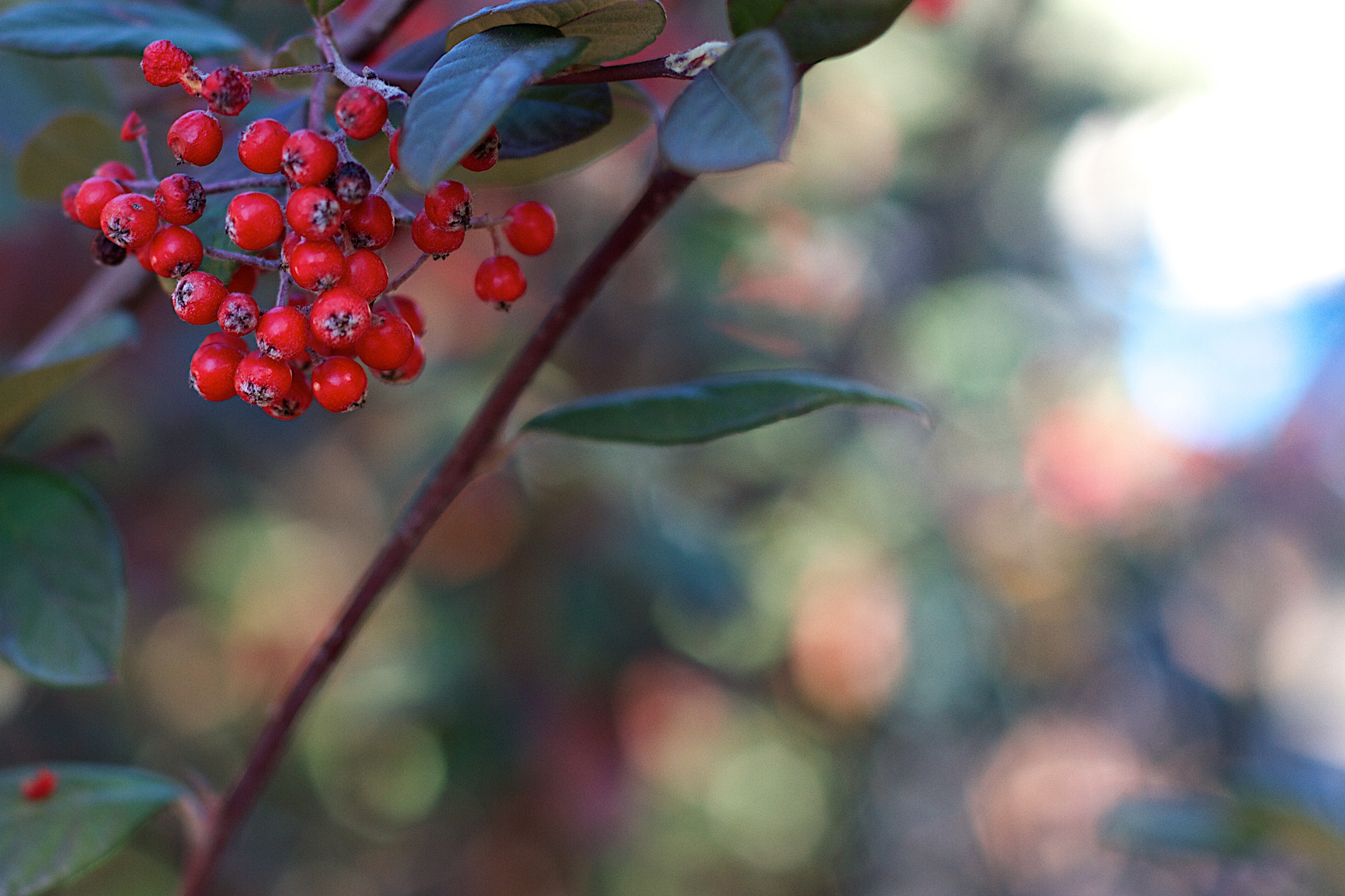 2015-365-337 Bokeh Berries (22879032324)
