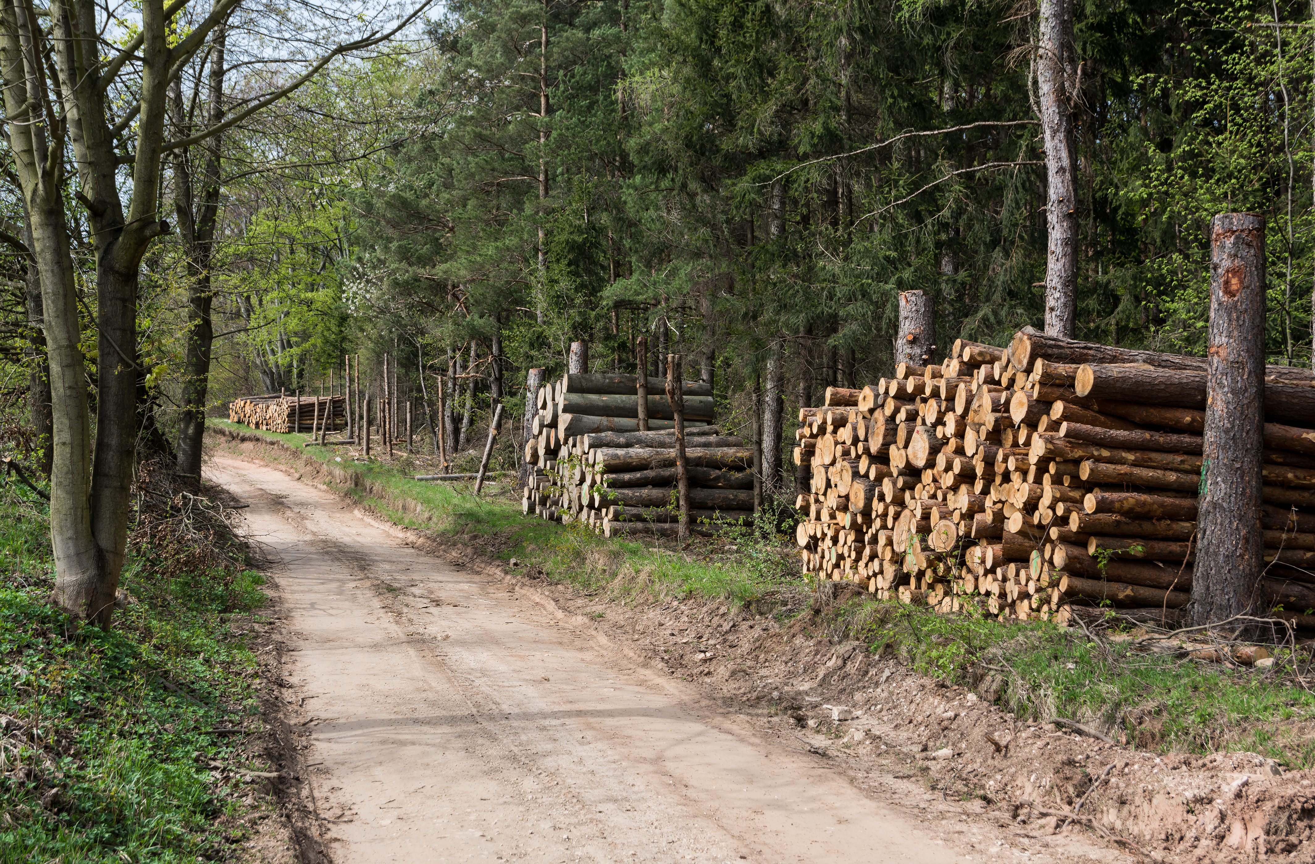 2015 Droga leśna na Wapniarkę