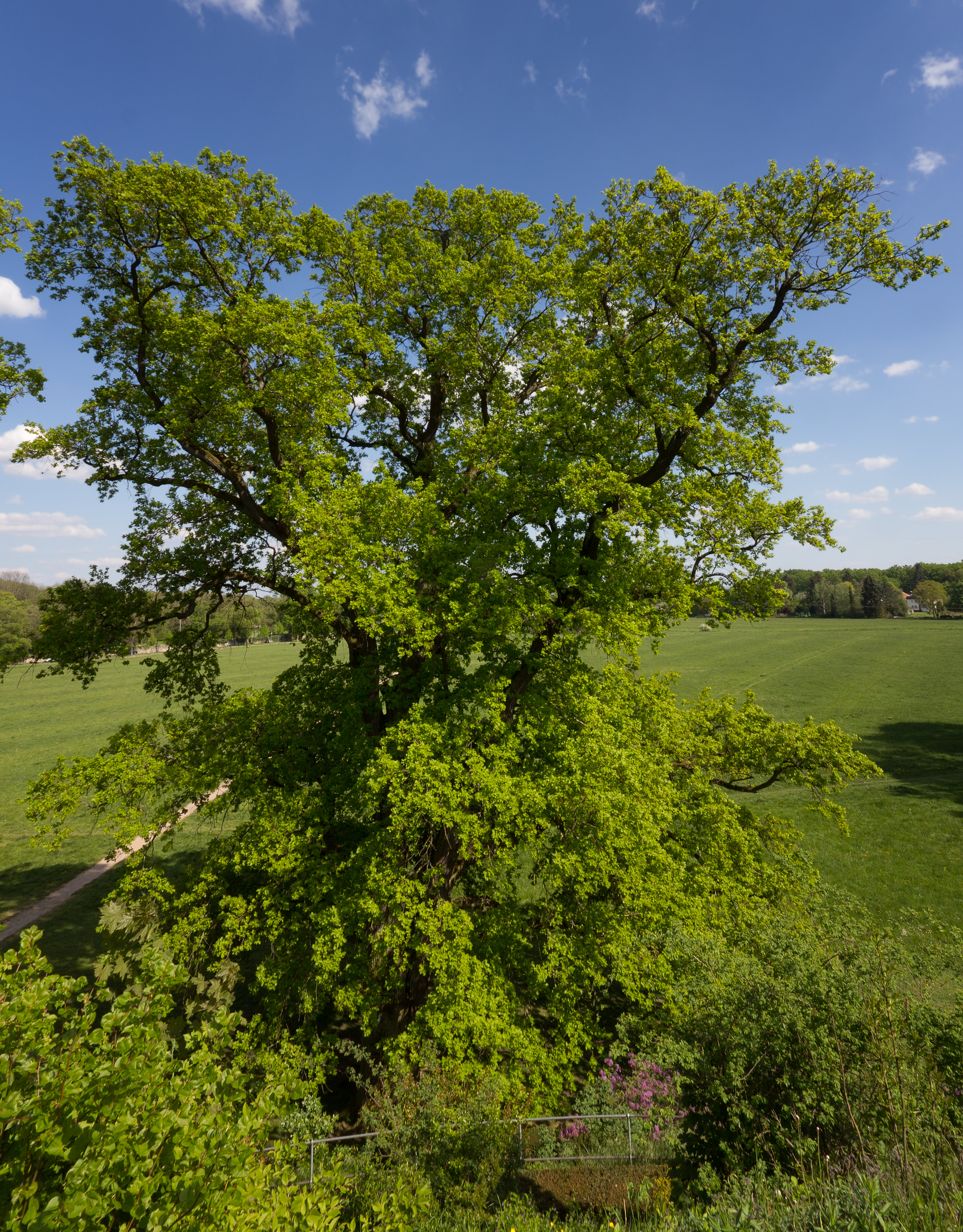 2016-05-07 Stieleiche Wilhelmsbad - 3955