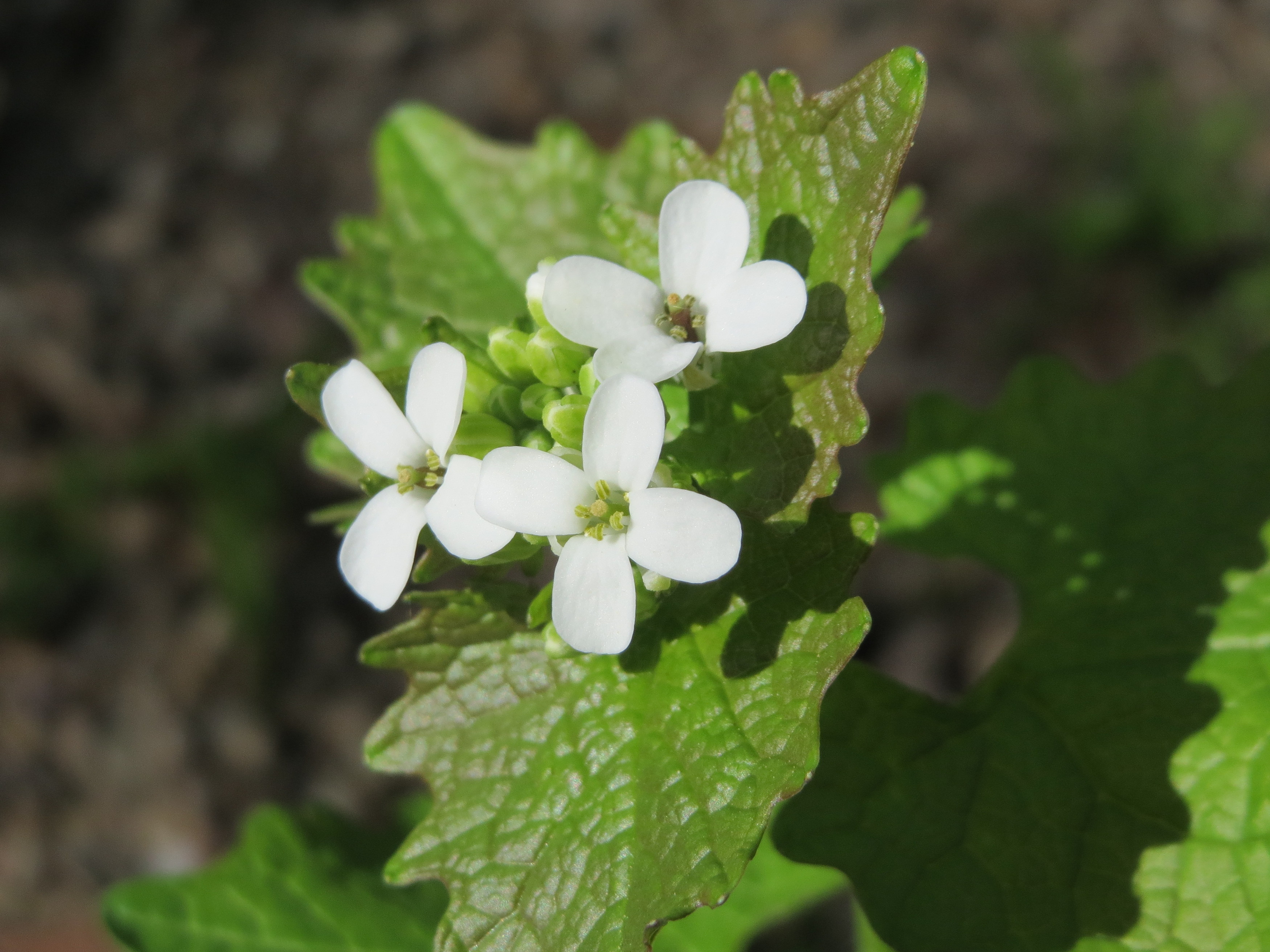 20160421Alliaria petiolata2