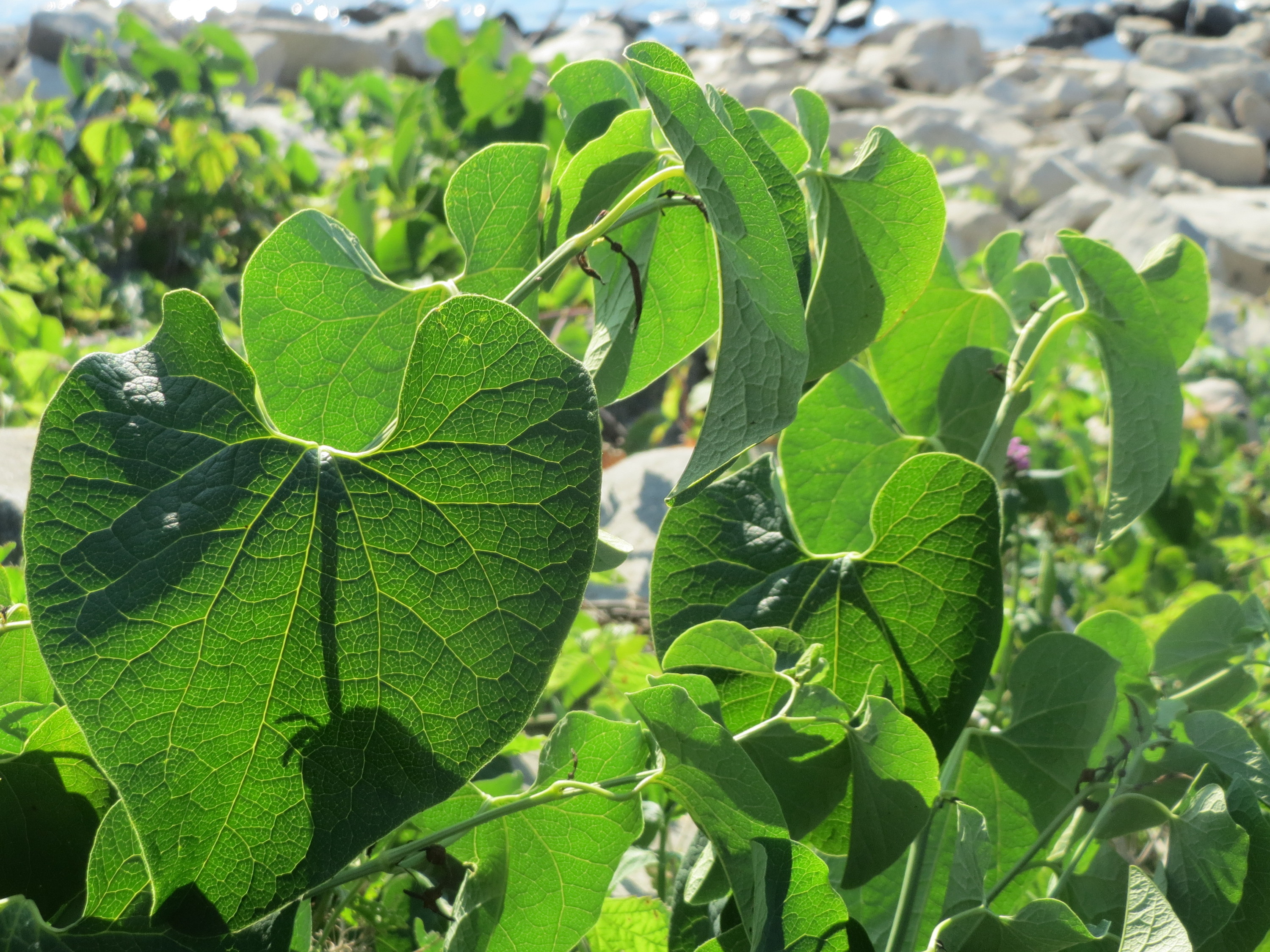 20160907Aristolochia clematitis4