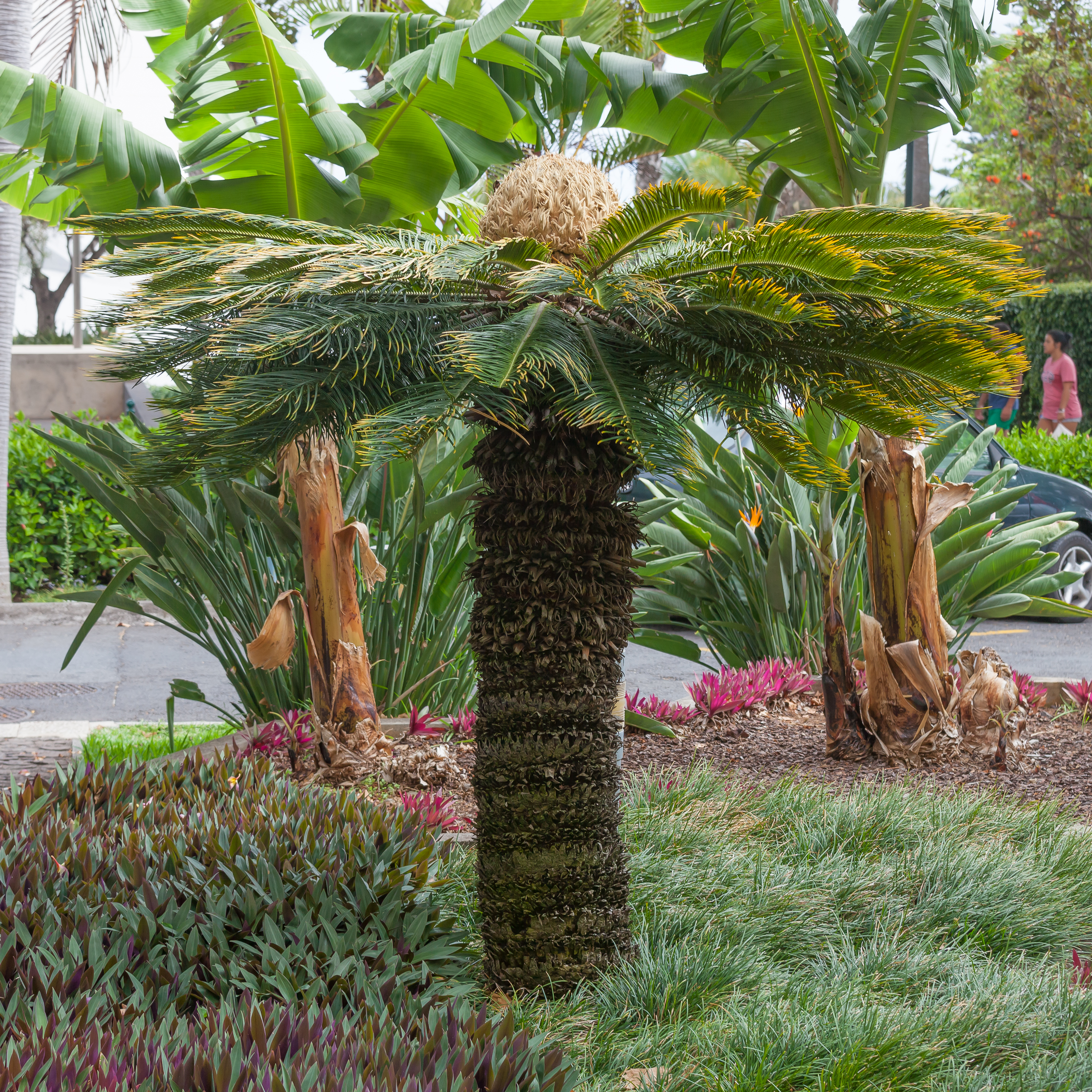 2016 Cycas revoluta. Funchal. Madeira. Portugal-111