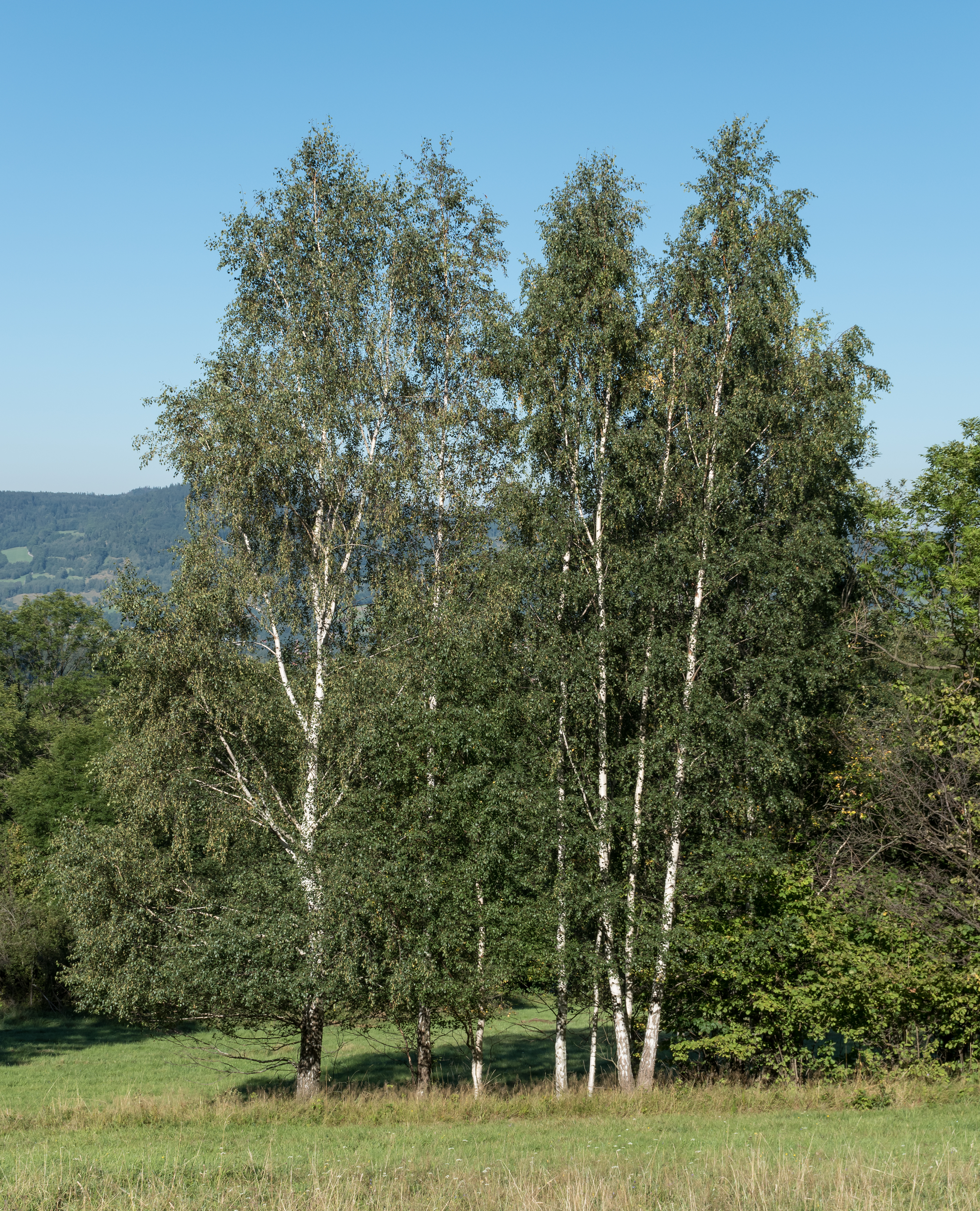 2016 Popków, Góry Bialskie, Sudety 7