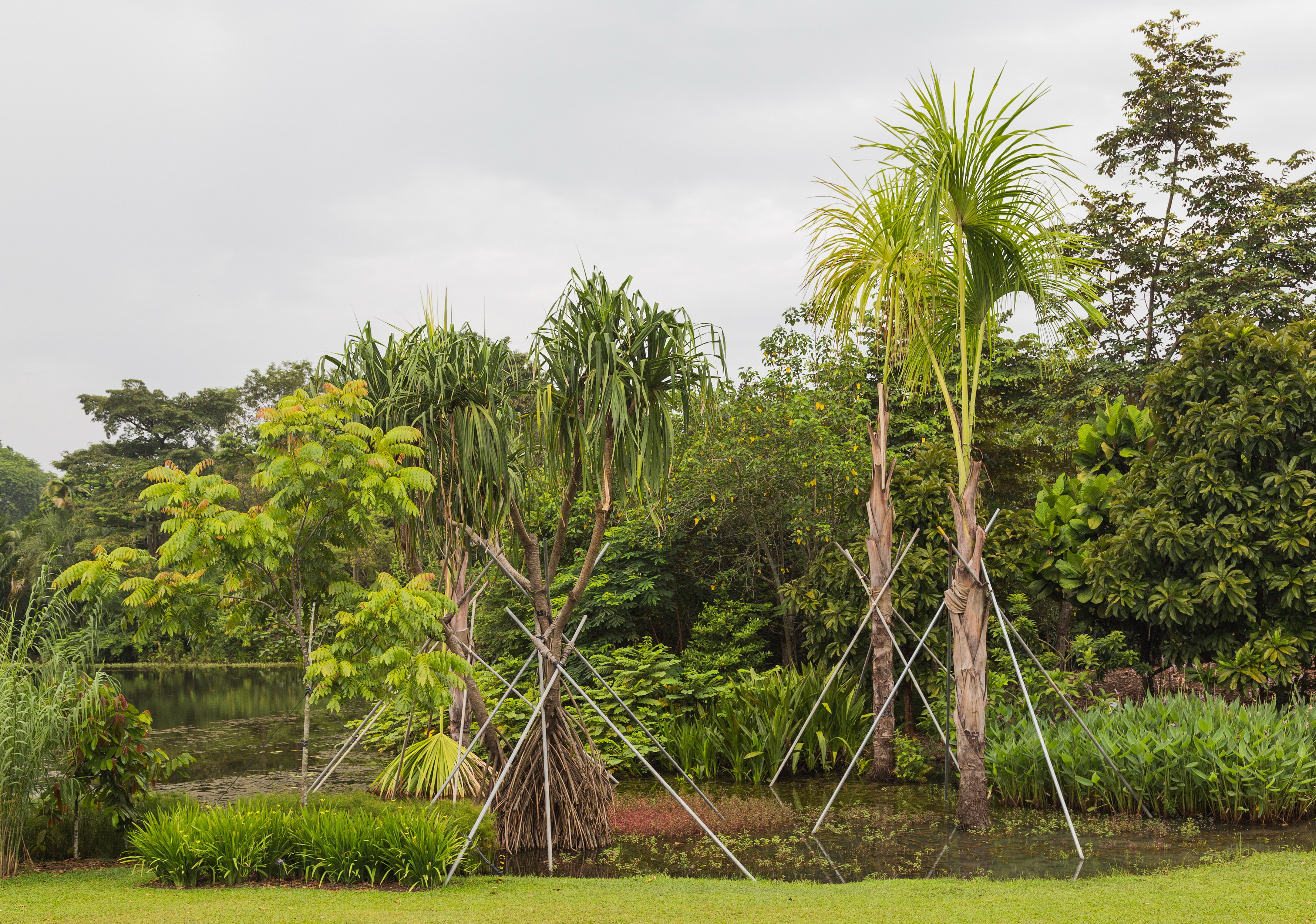 2016 Singapur, Ogrody botaniczne (032)