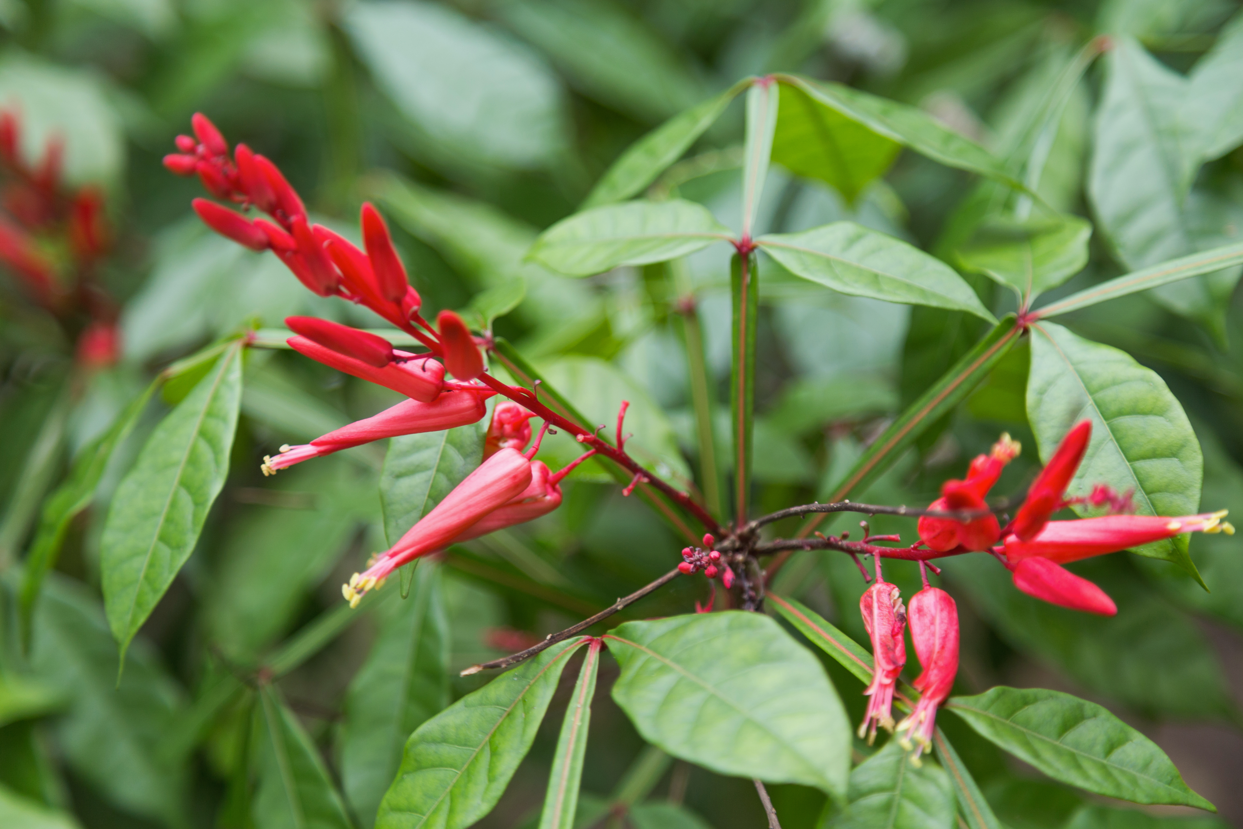 2016 Singapur, Ogrody botaniczne (047)