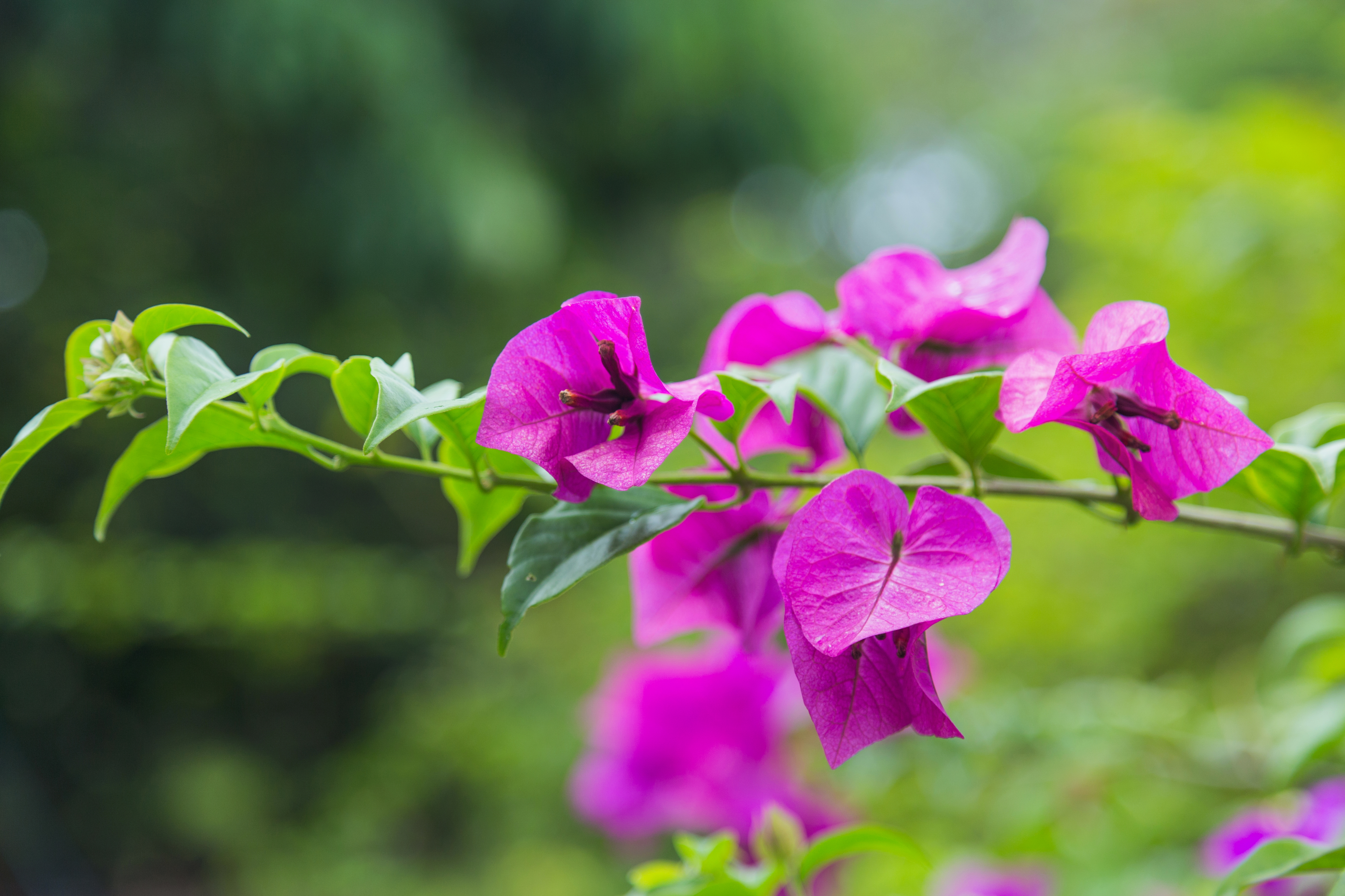 2016 Singapur, Ogrody botaniczne (051)