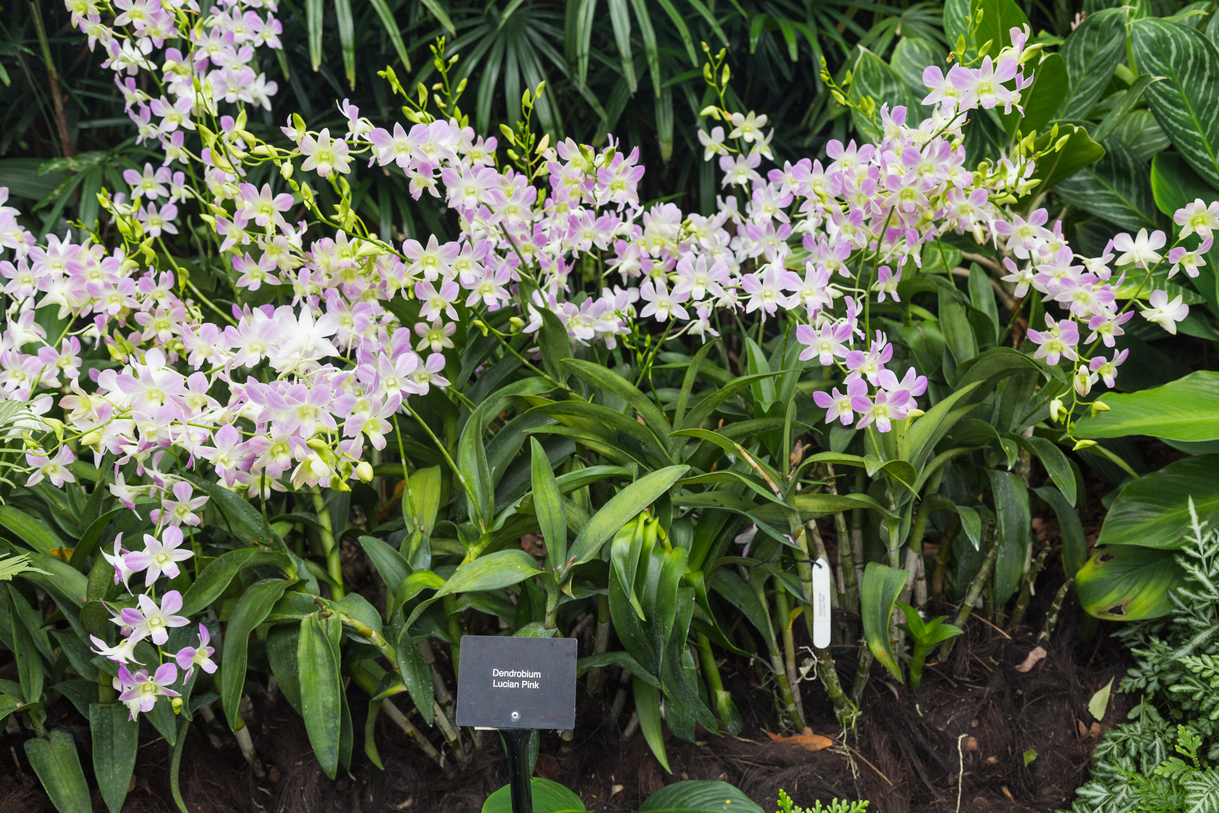 2016 Singapur, Ogrody botaniczne (259)