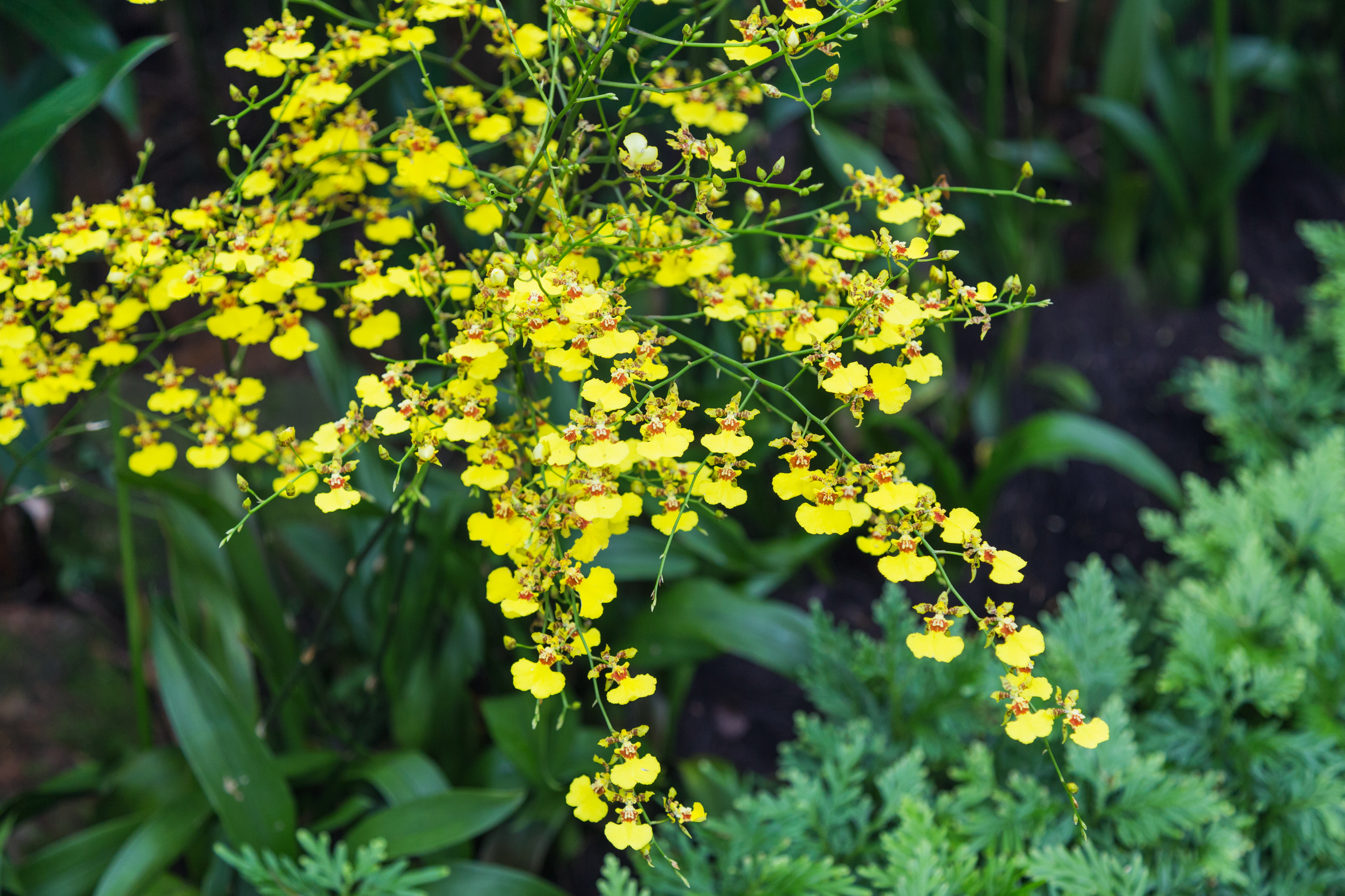 2016 Singapur, Ogrody botaniczne (262)