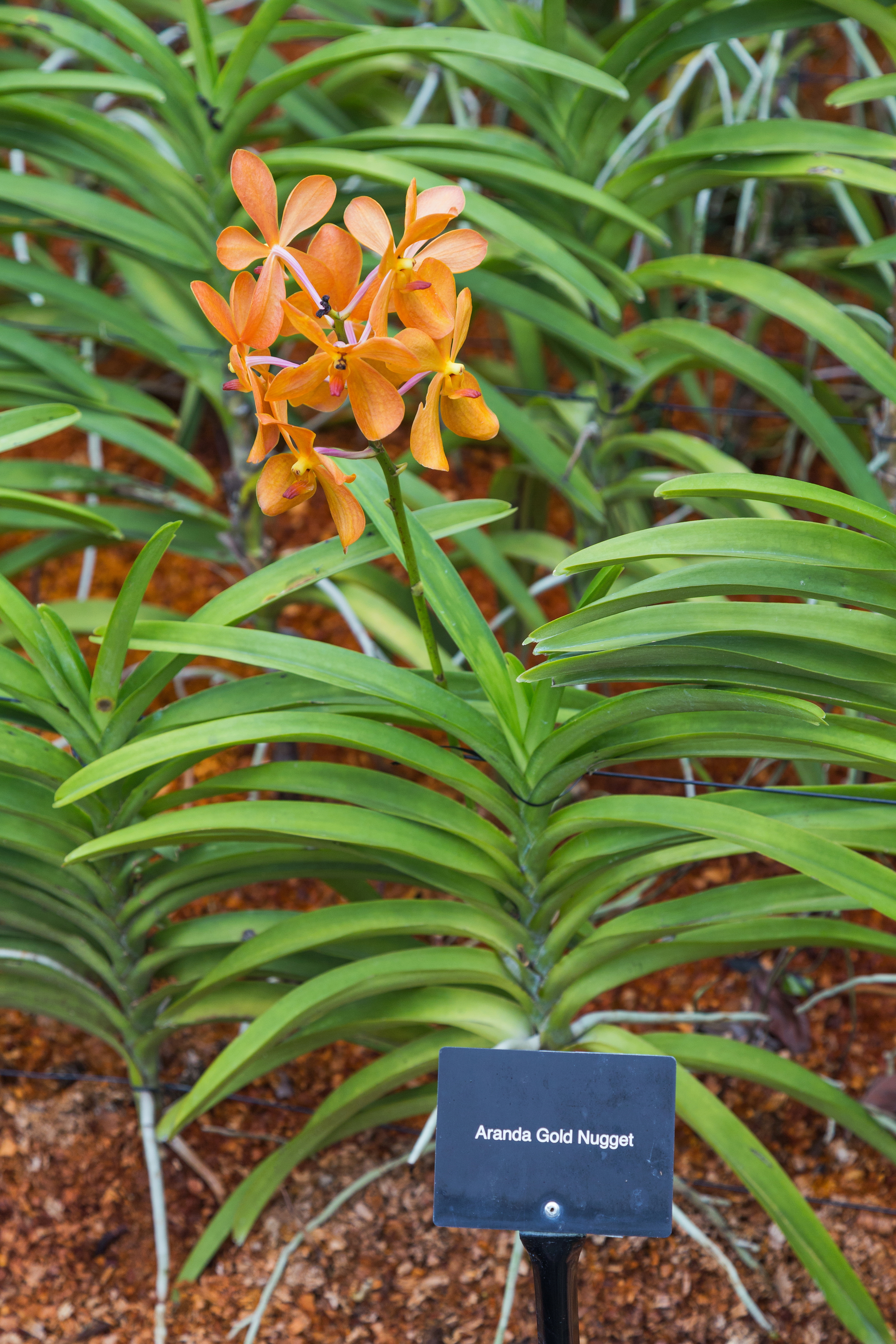2016 Singapur, Ogrody botaniczne (269)
