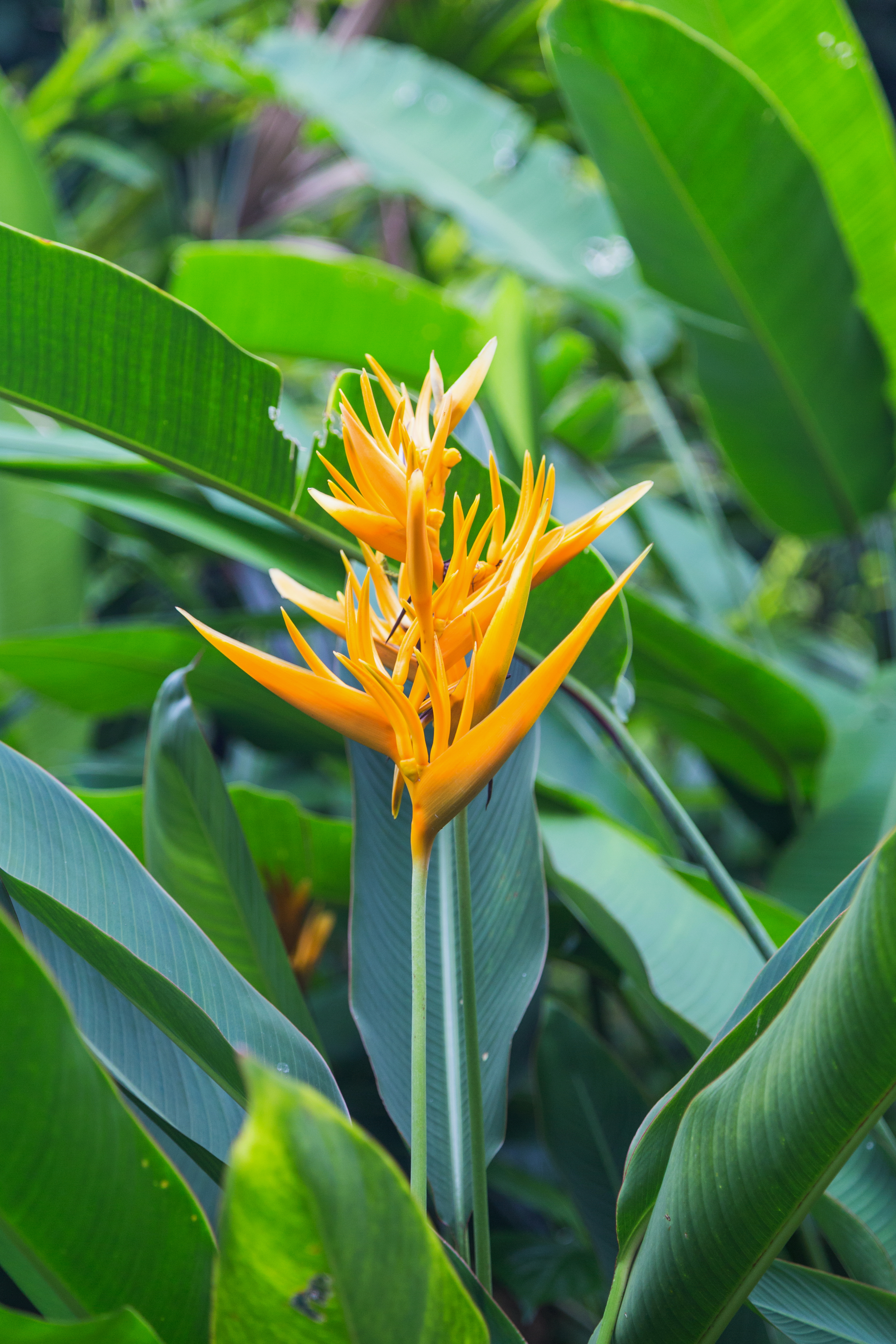 2016 Singapur, Ogrody botaniczne (278)