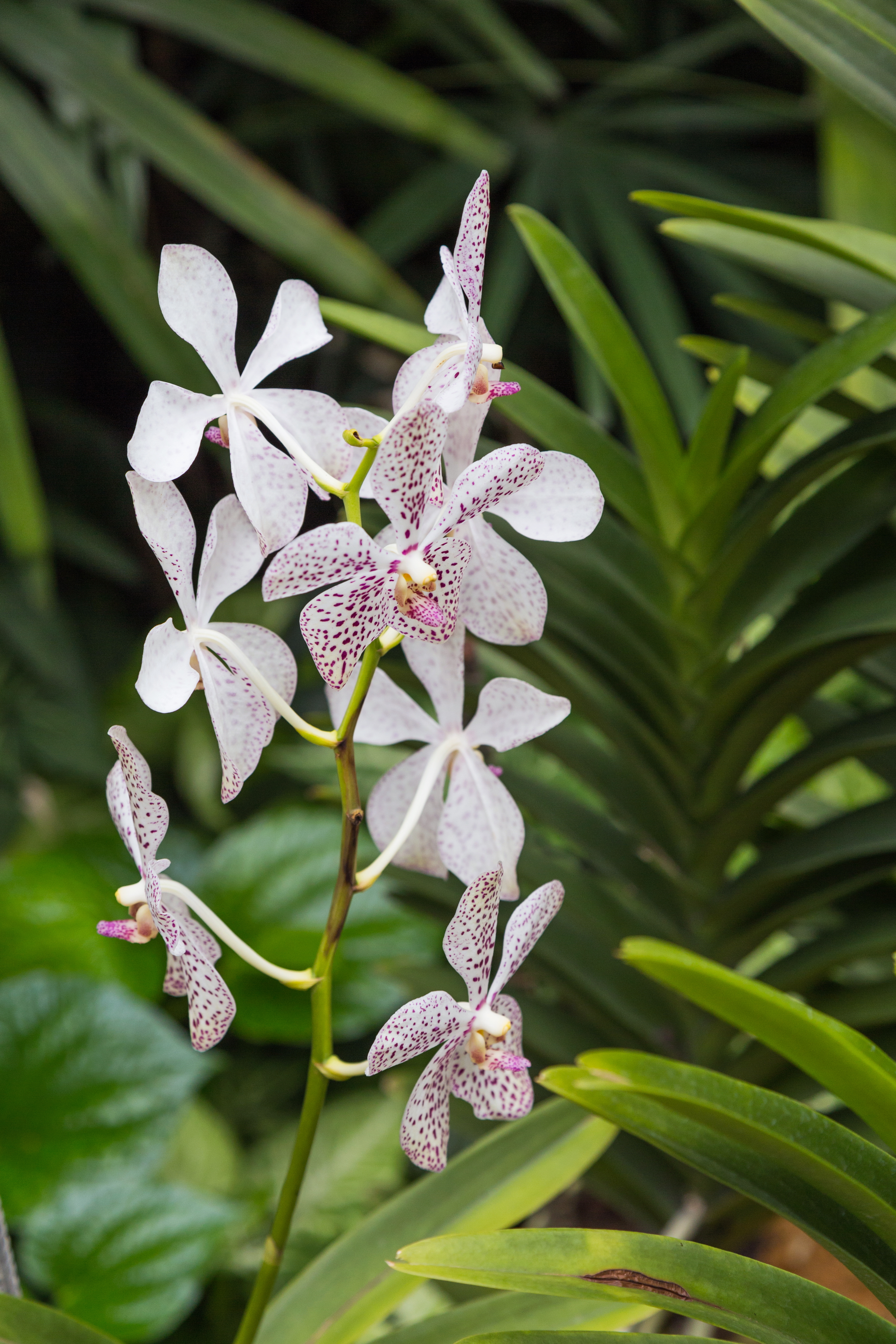 2016 Singapur, Ogrody botaniczne (280)