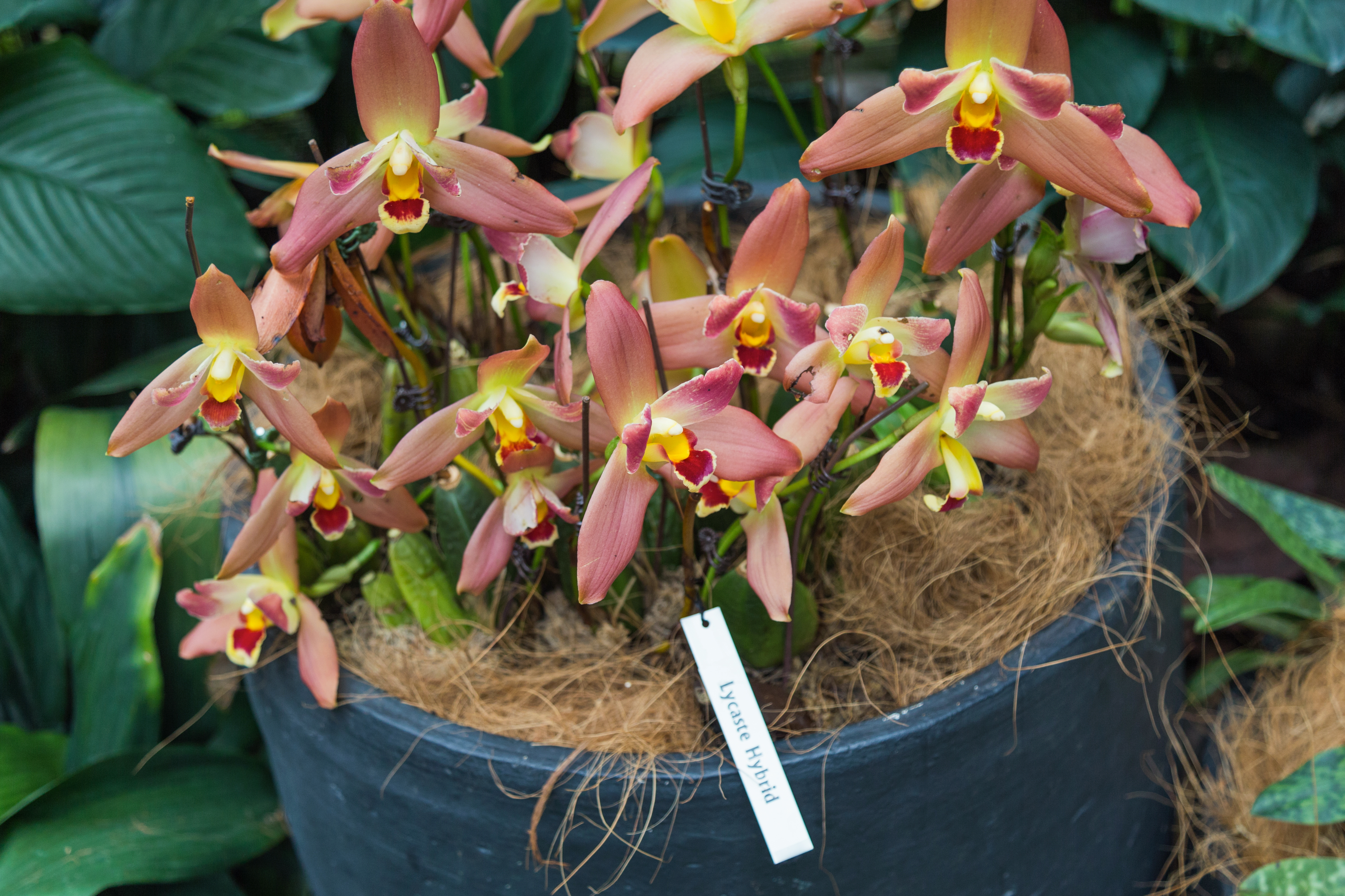 2016 Singapur, Ogrody botaniczne (307)