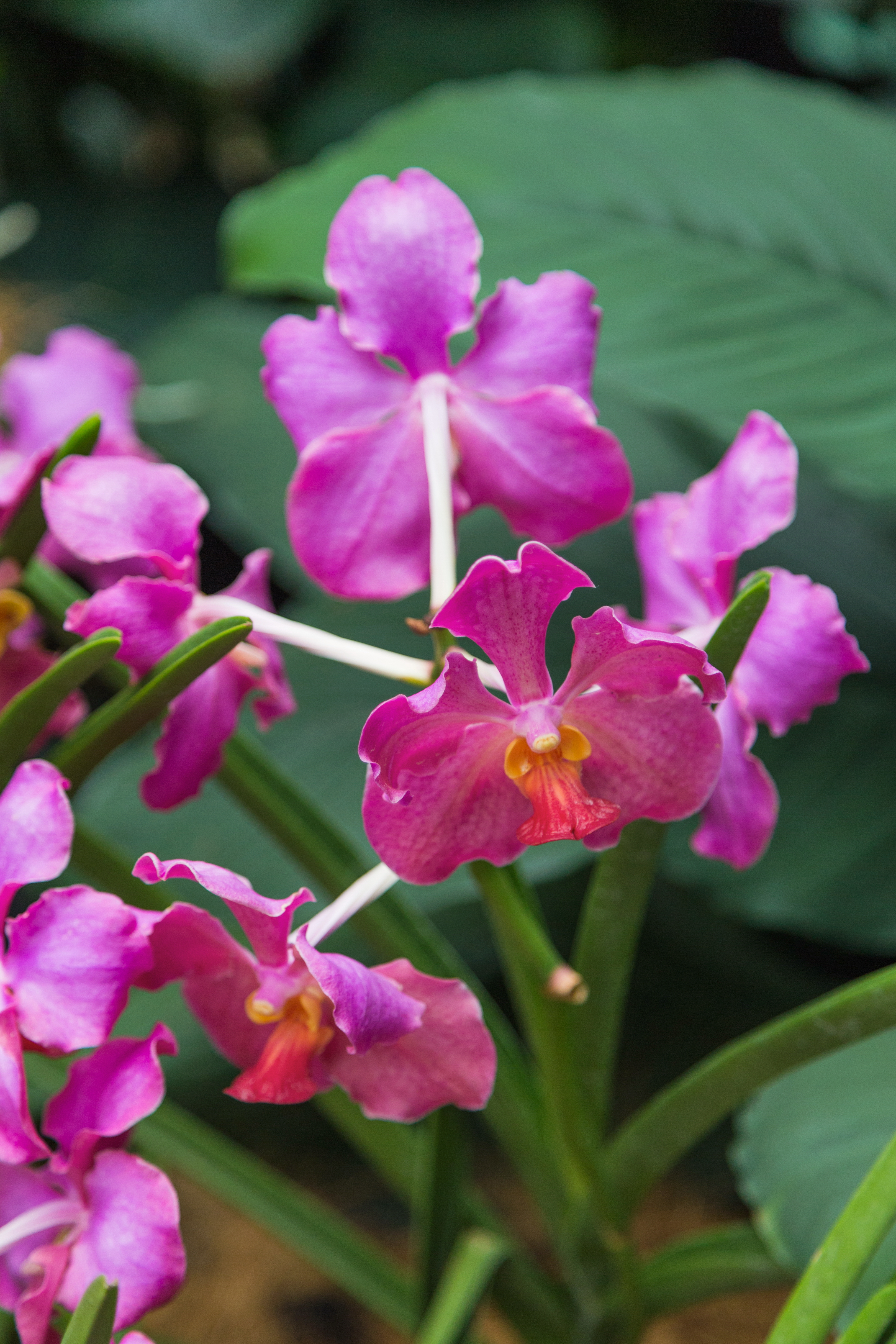2016 Singapur, Ogrody botaniczne (309)