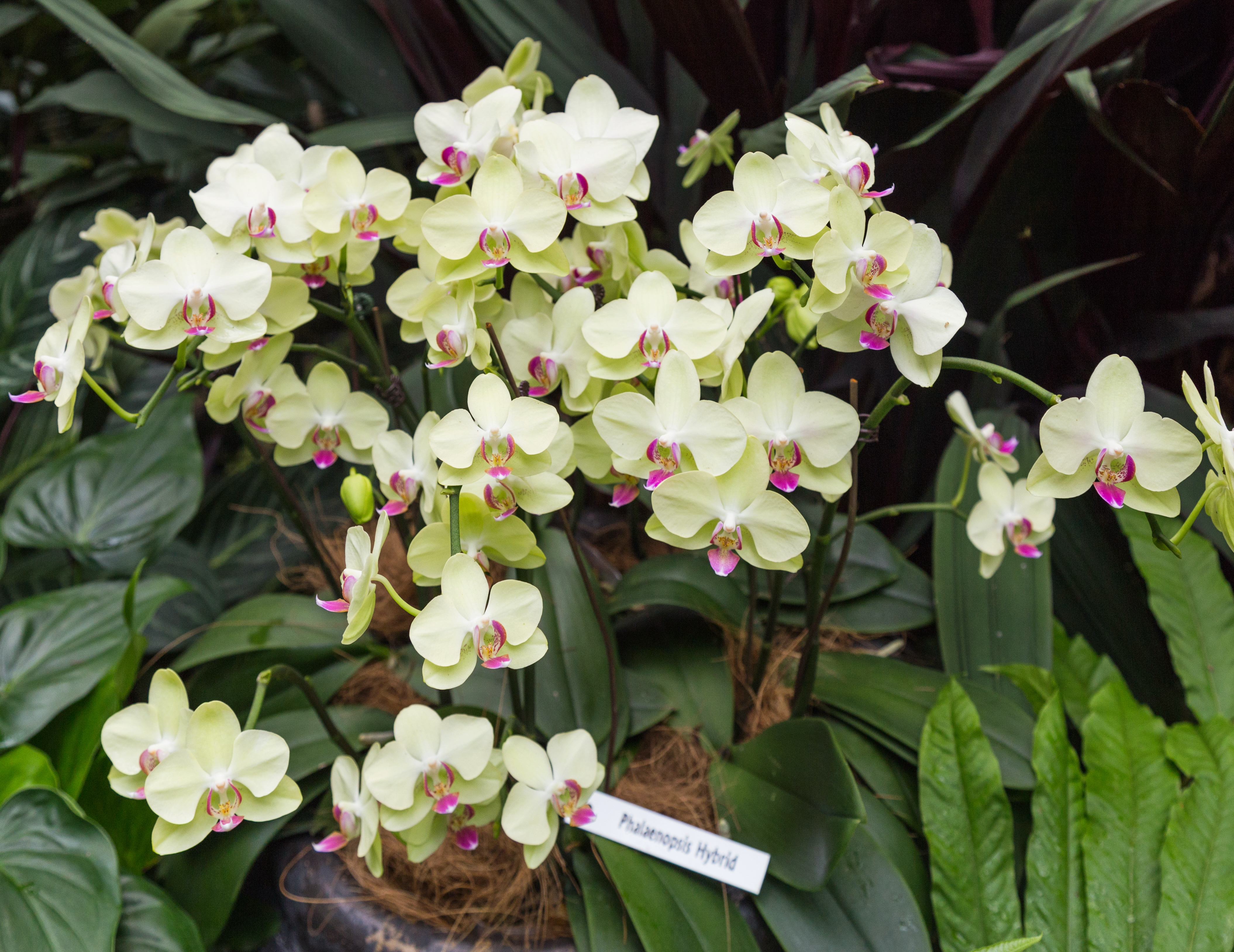 2016 Singapur, Ogrody botaniczne (322)