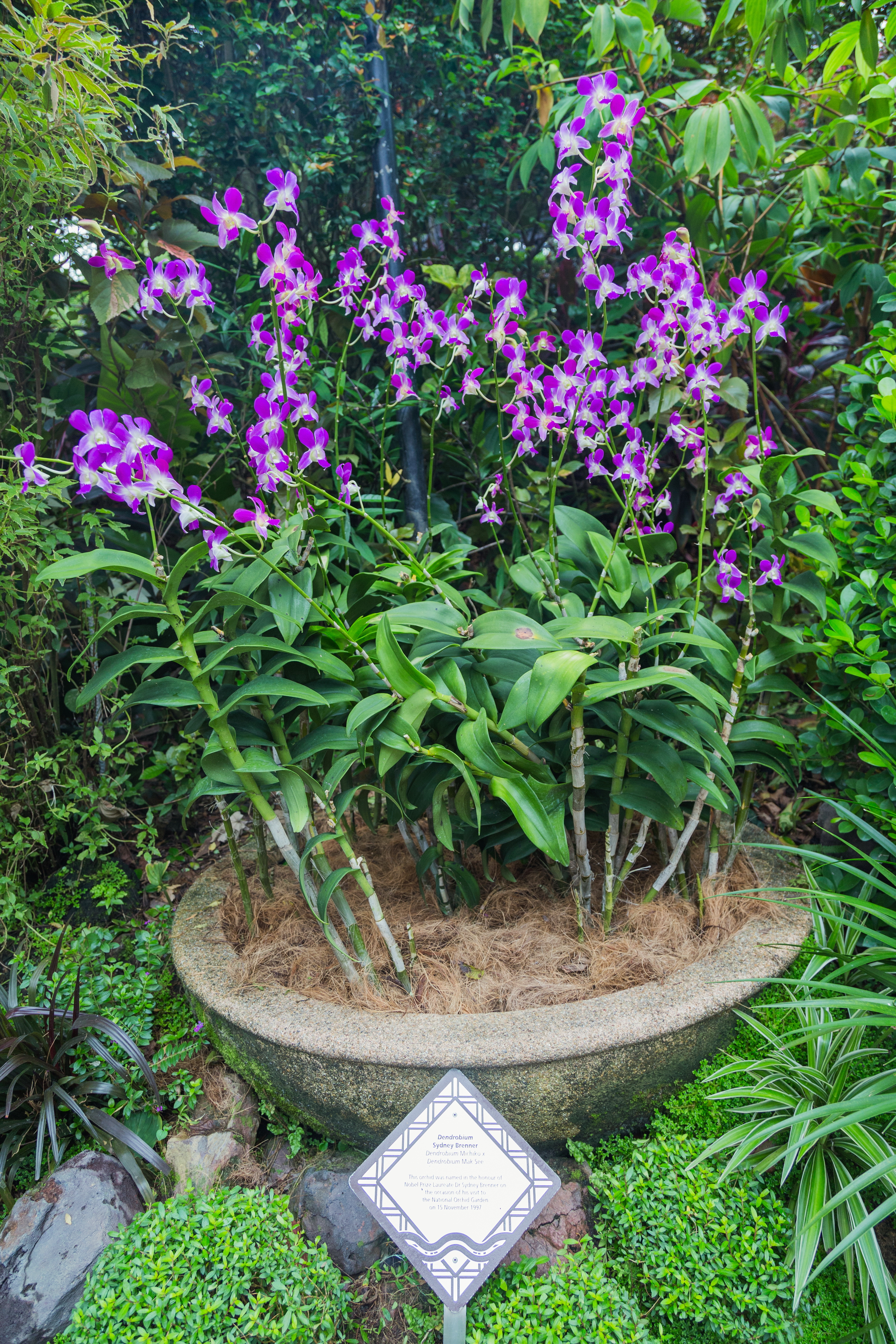 2016 Singapur, Ogrody botaniczne (359)