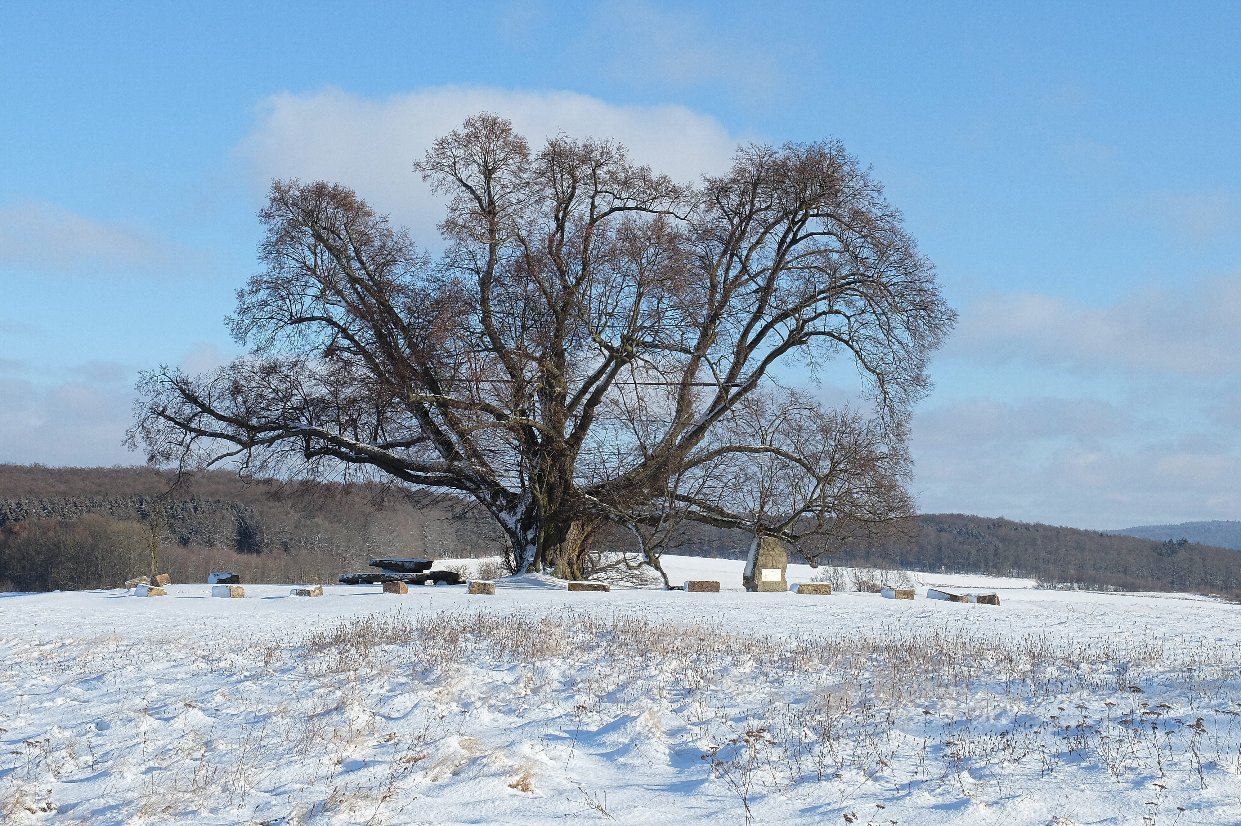 2017-01-16 Sipperhäuser Linde im Winter 02