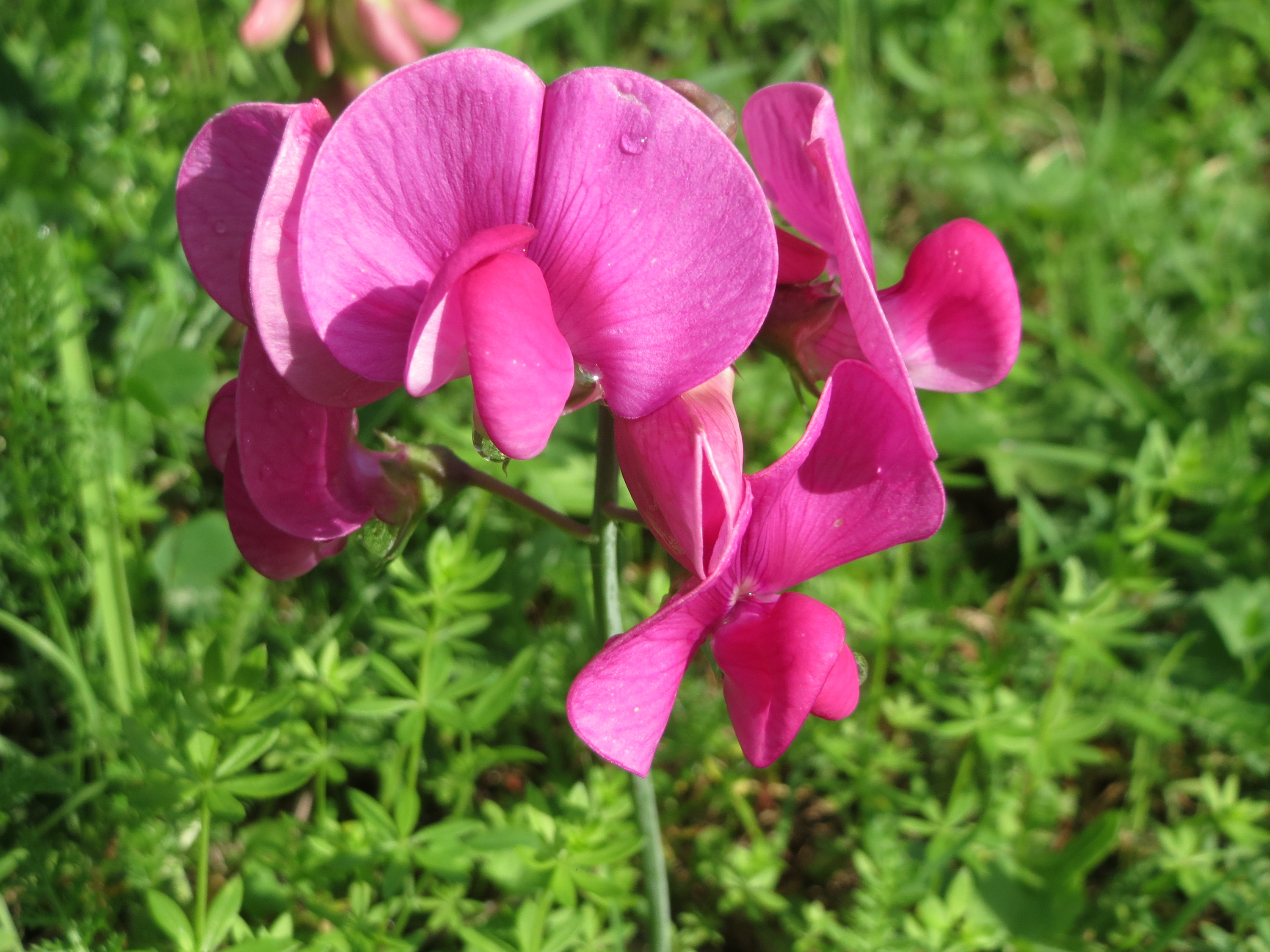 20170809Lathyrus latifolius4