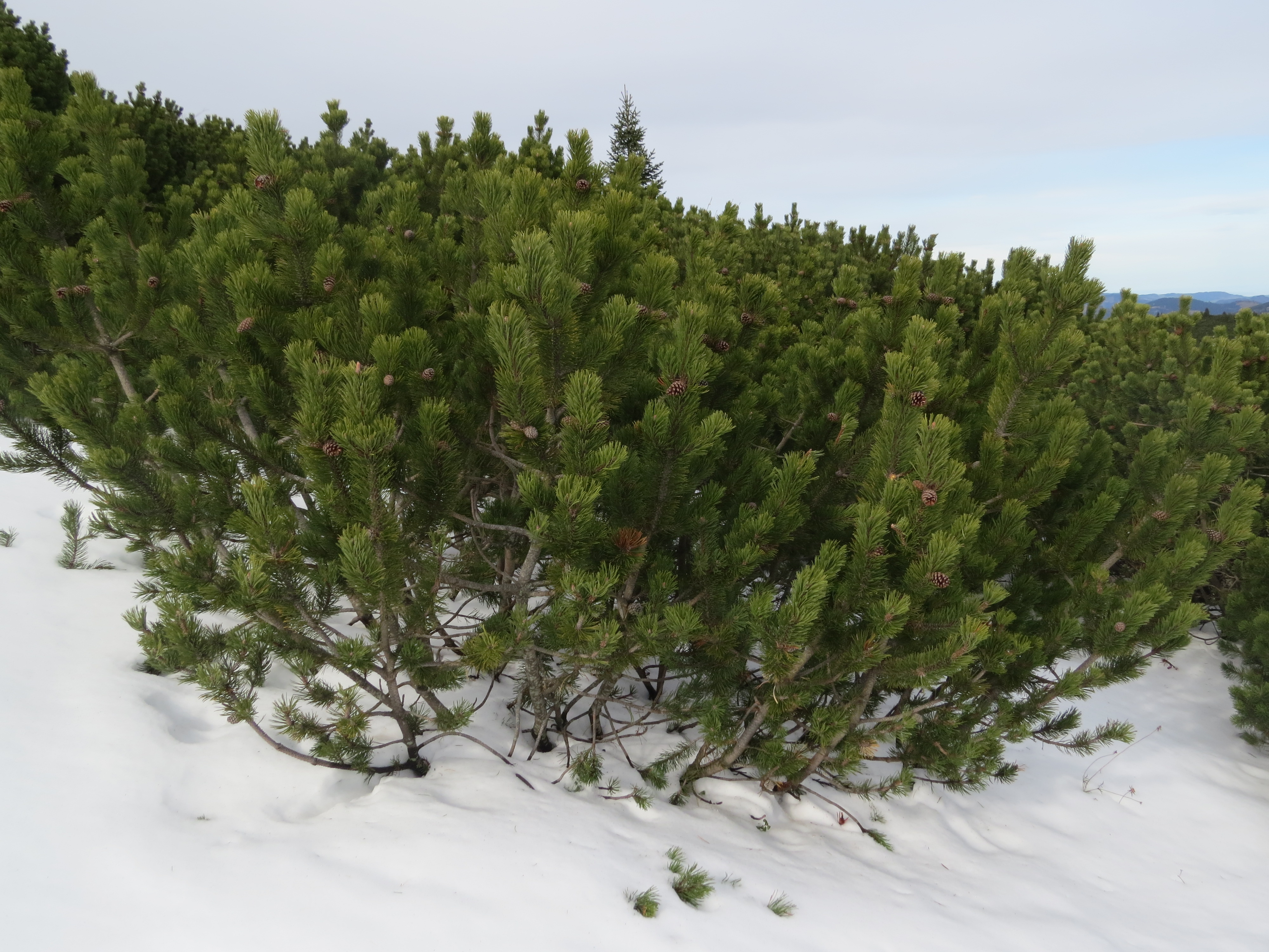 2017-11-02 (378) Pinus mugo subsp. mugo at Rax, Austria