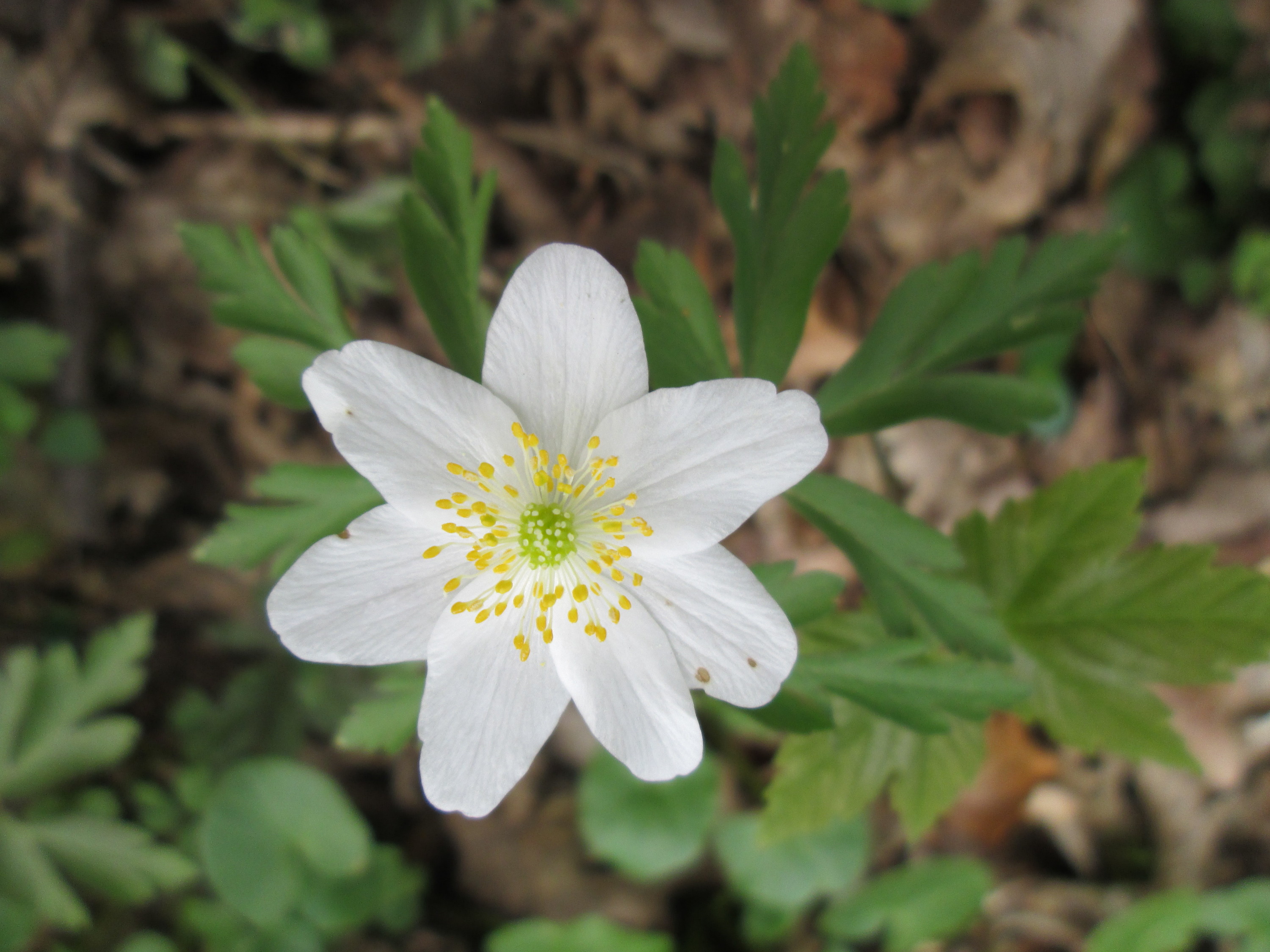 20180414Anemone nemorosa8