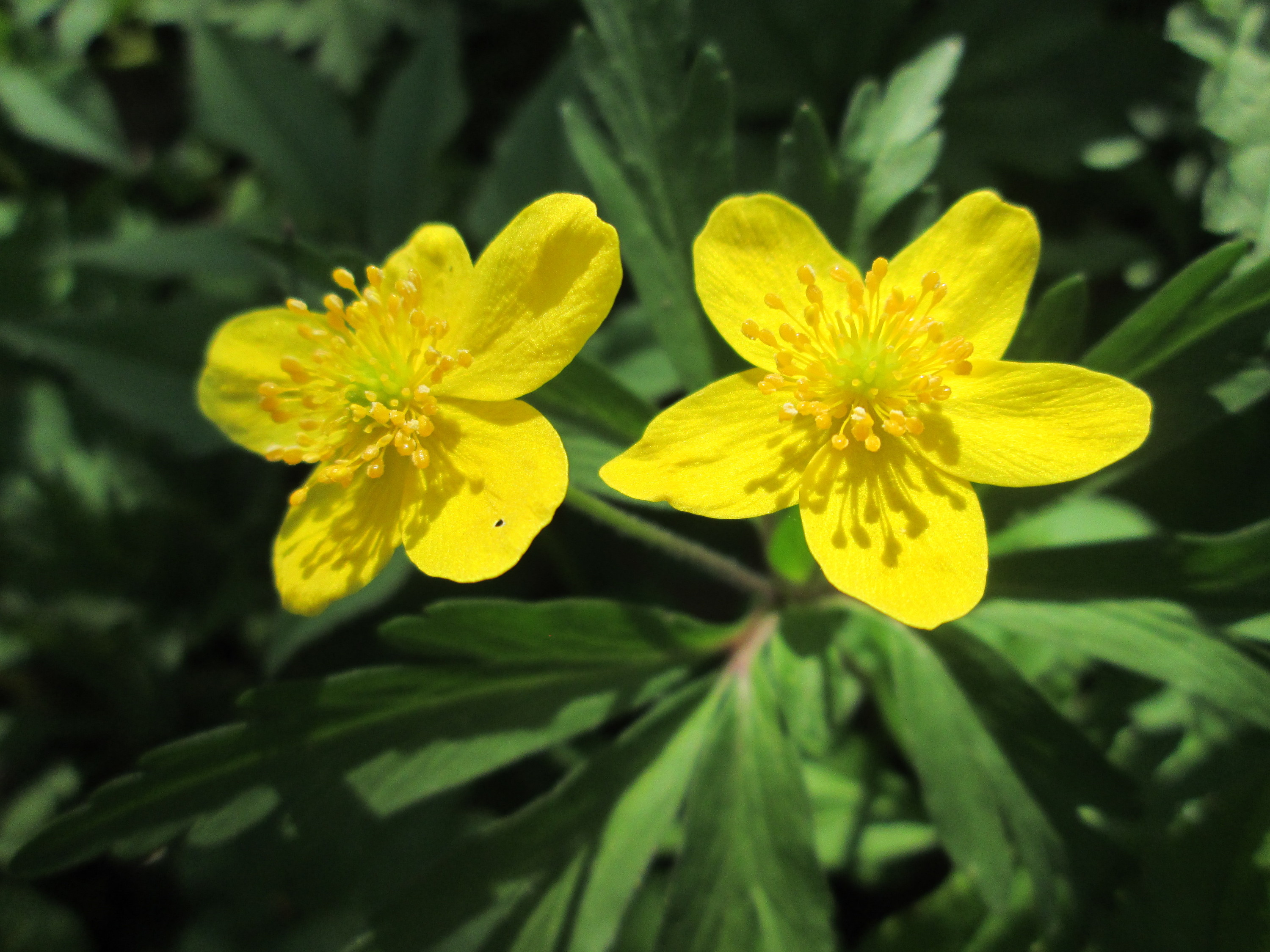 20180416Anemone ranunculoides2