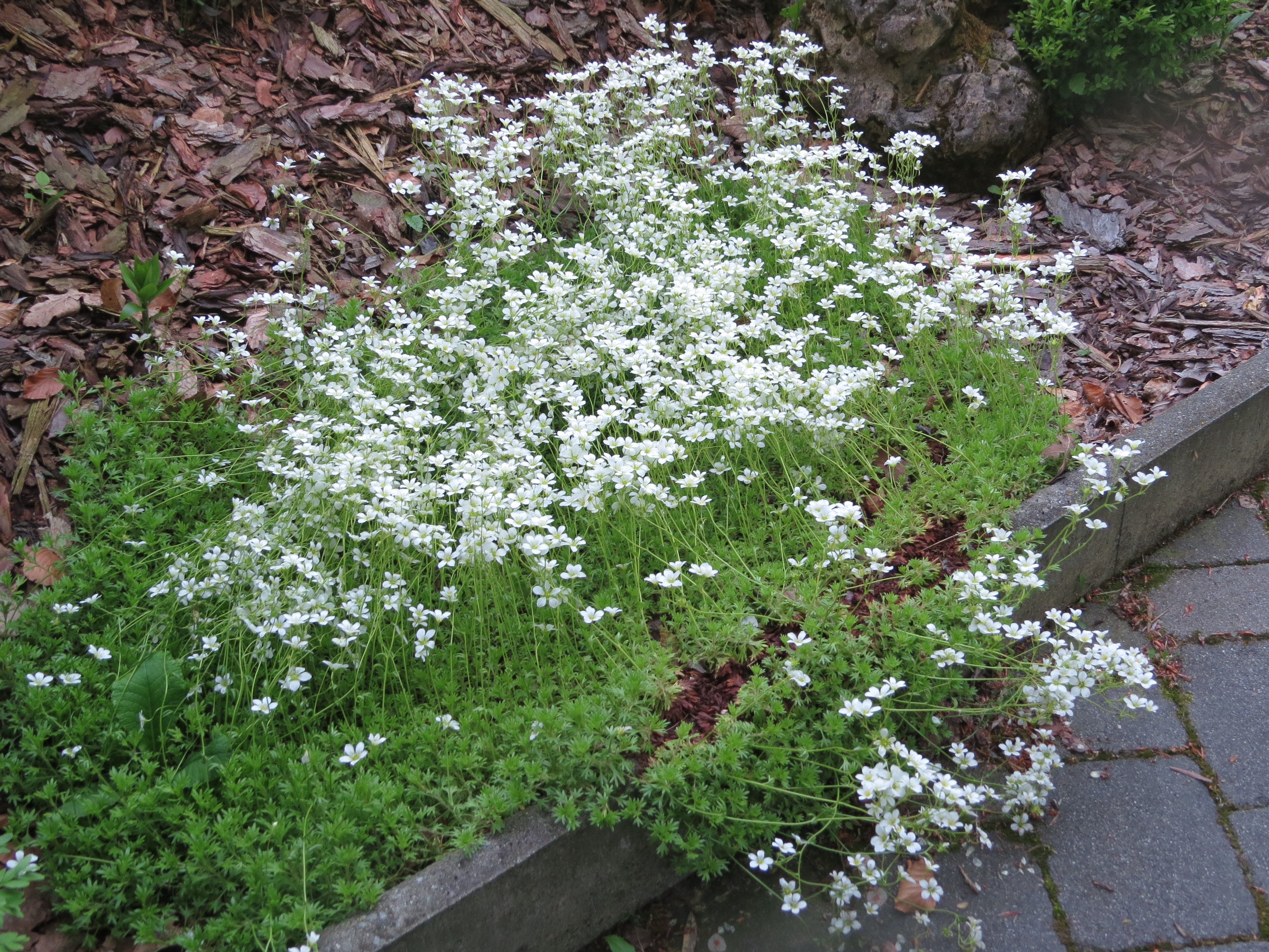 2018-05-13 (113) Saxifraga x arendsii (mossy saxifrage) at Bichlhäusl in Frankenfels, Austria