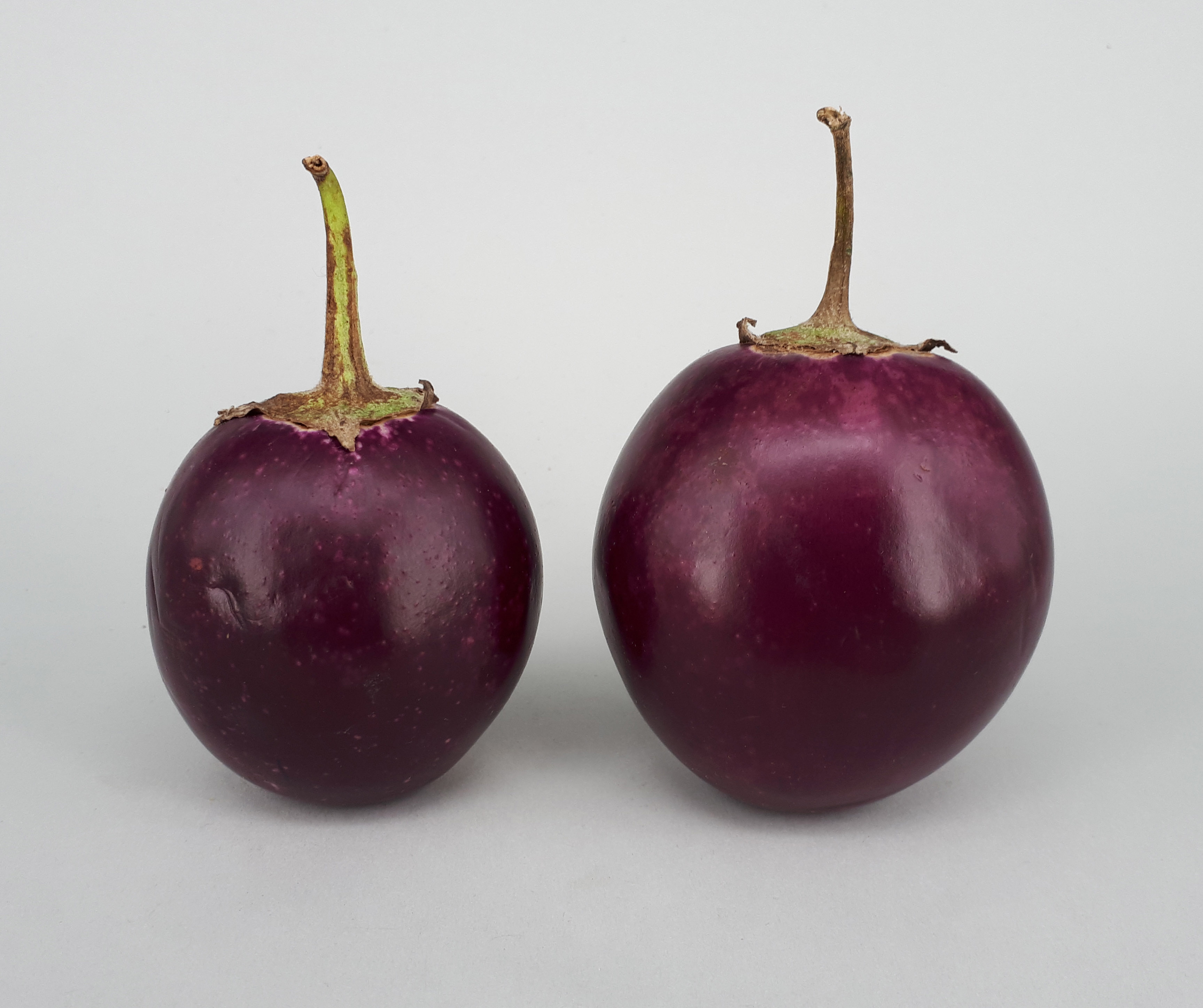 2 x Ratna eggplant 2017 A1