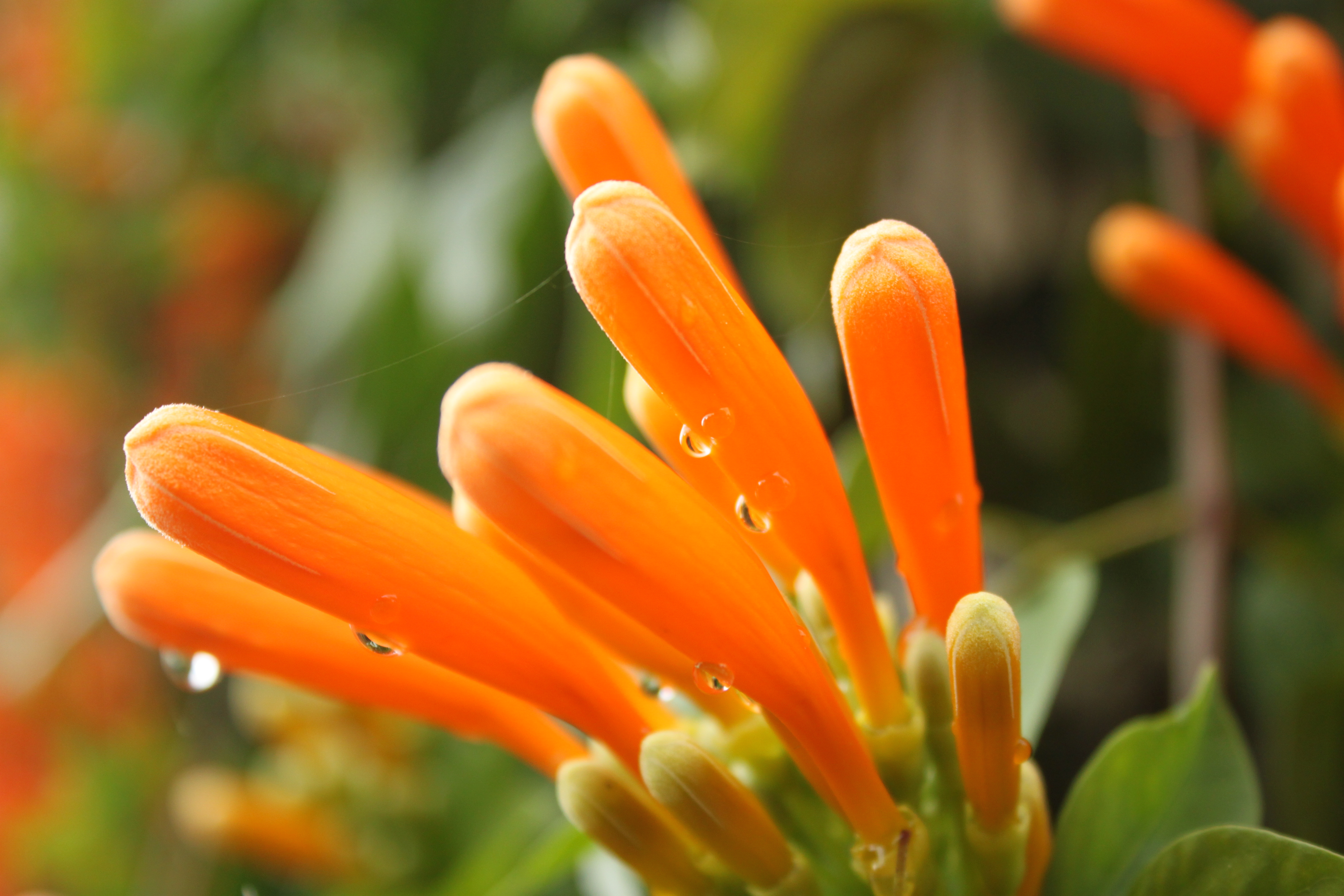 צמח מטפס climber plant