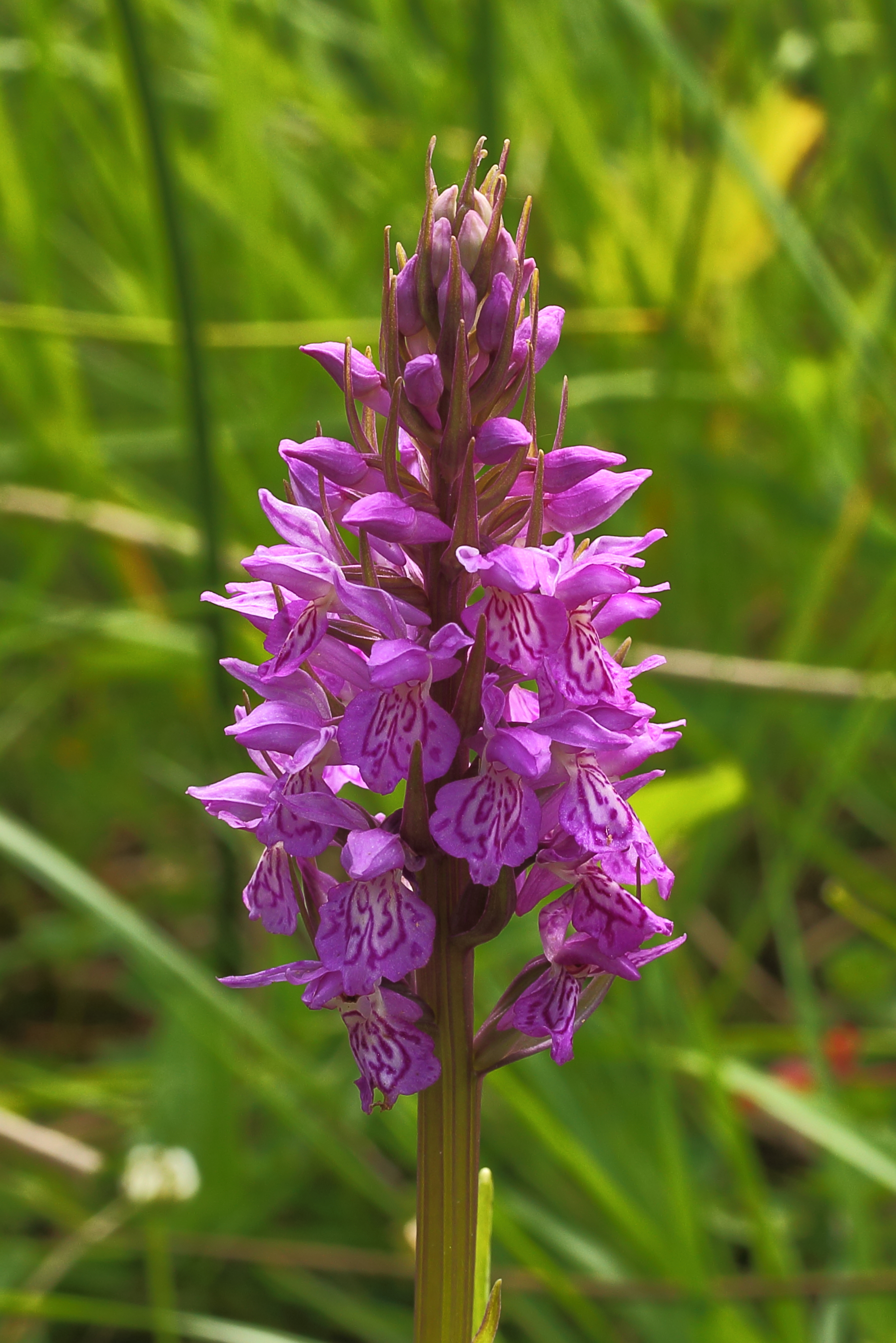'Dactylorhiza maculata