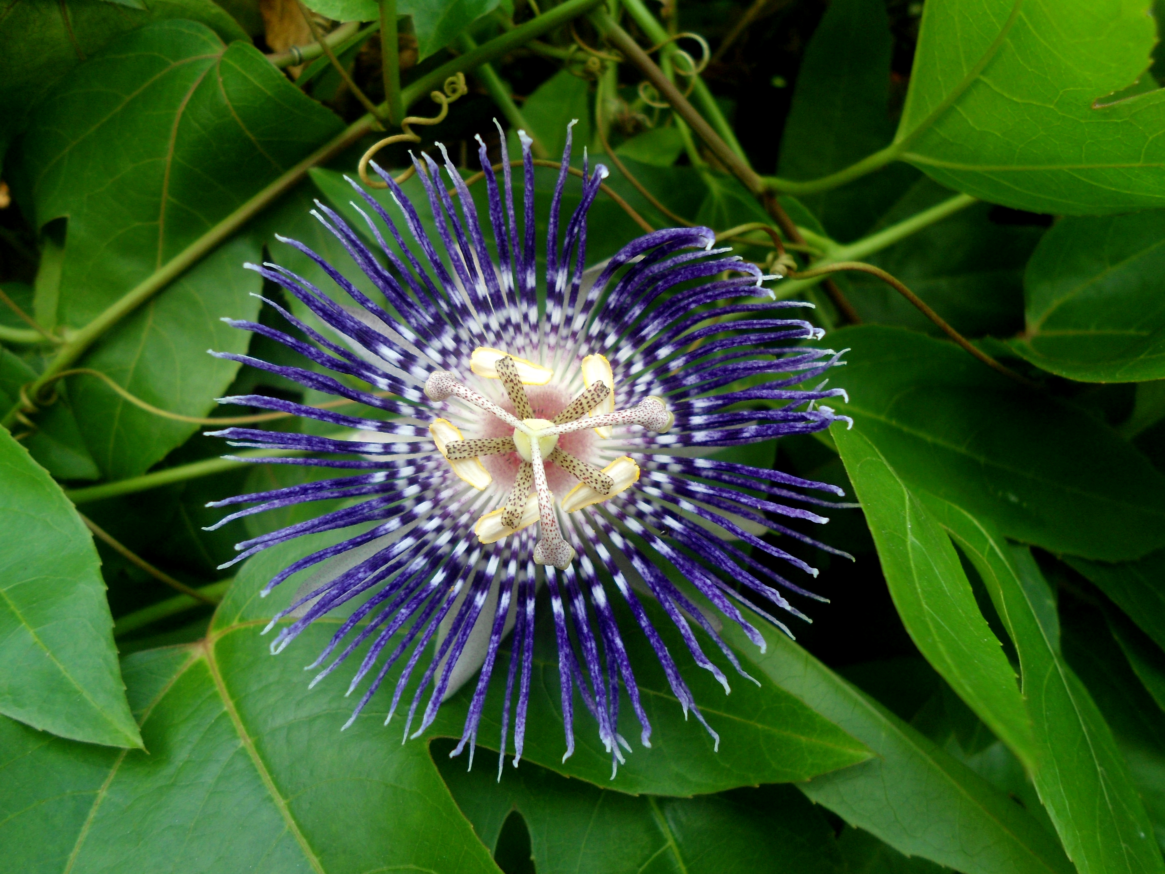 (Rakhi flower) Passiflora edulis at VUDA park in Visakhapatnam