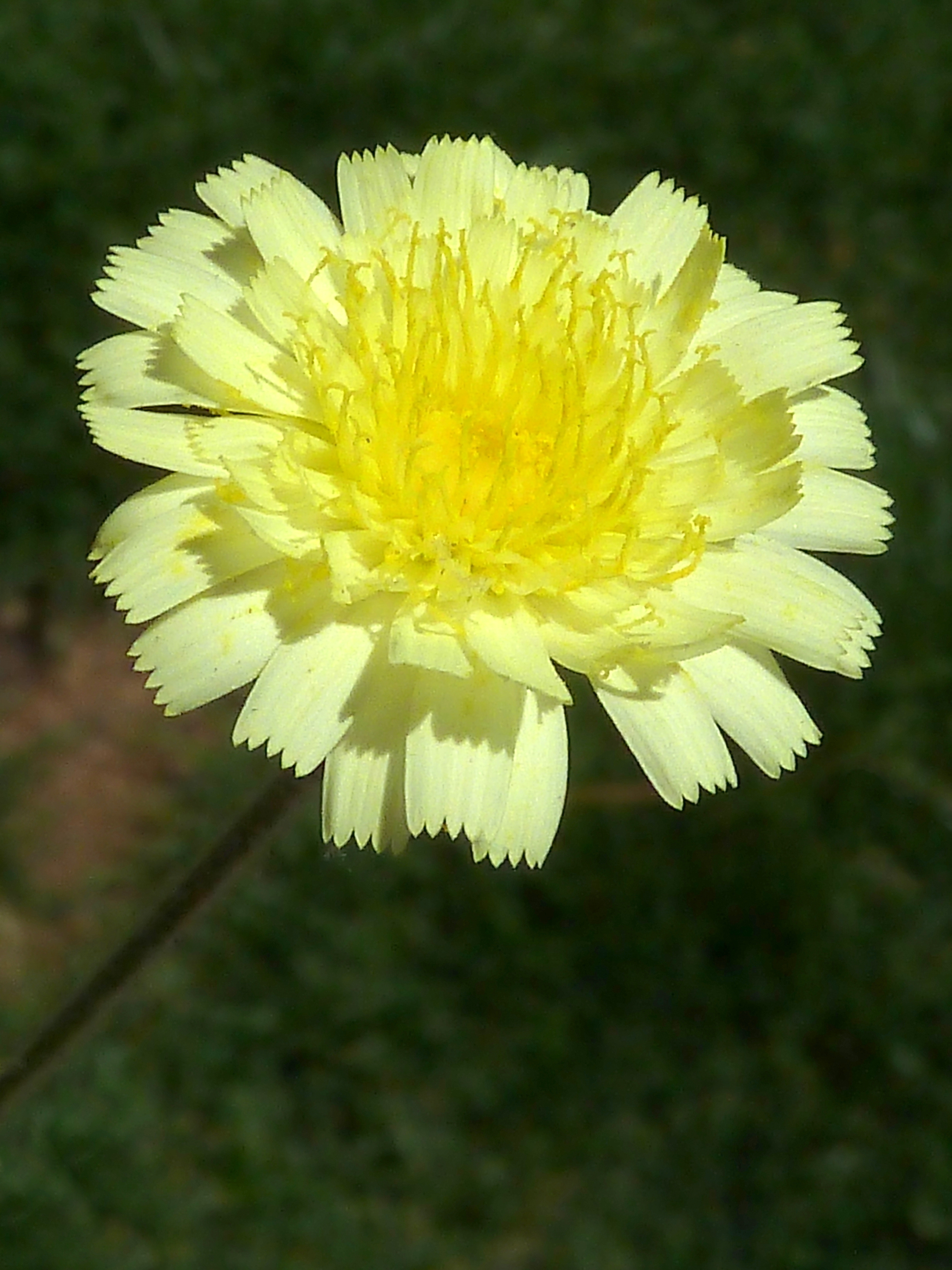 A.integrifolia-cap.-3a