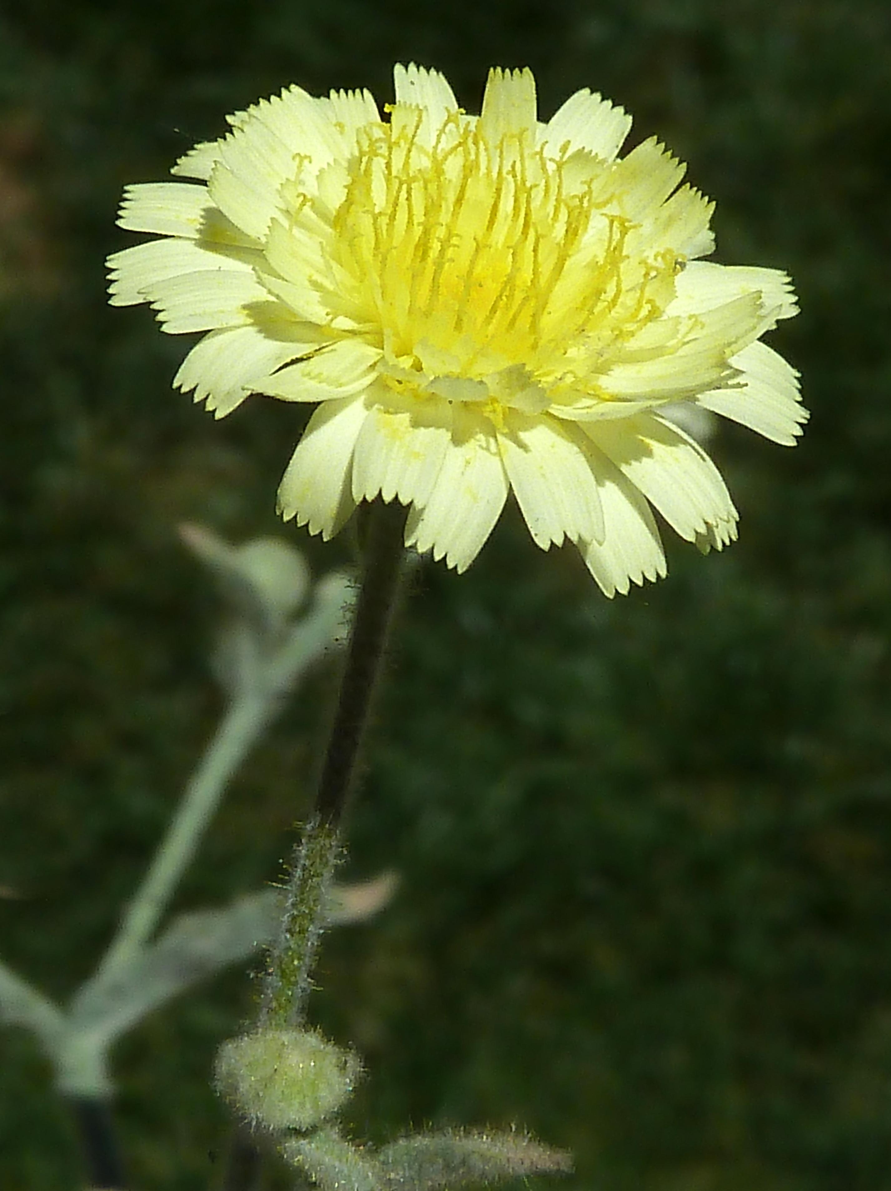 A.integrifolia-cap.-3g