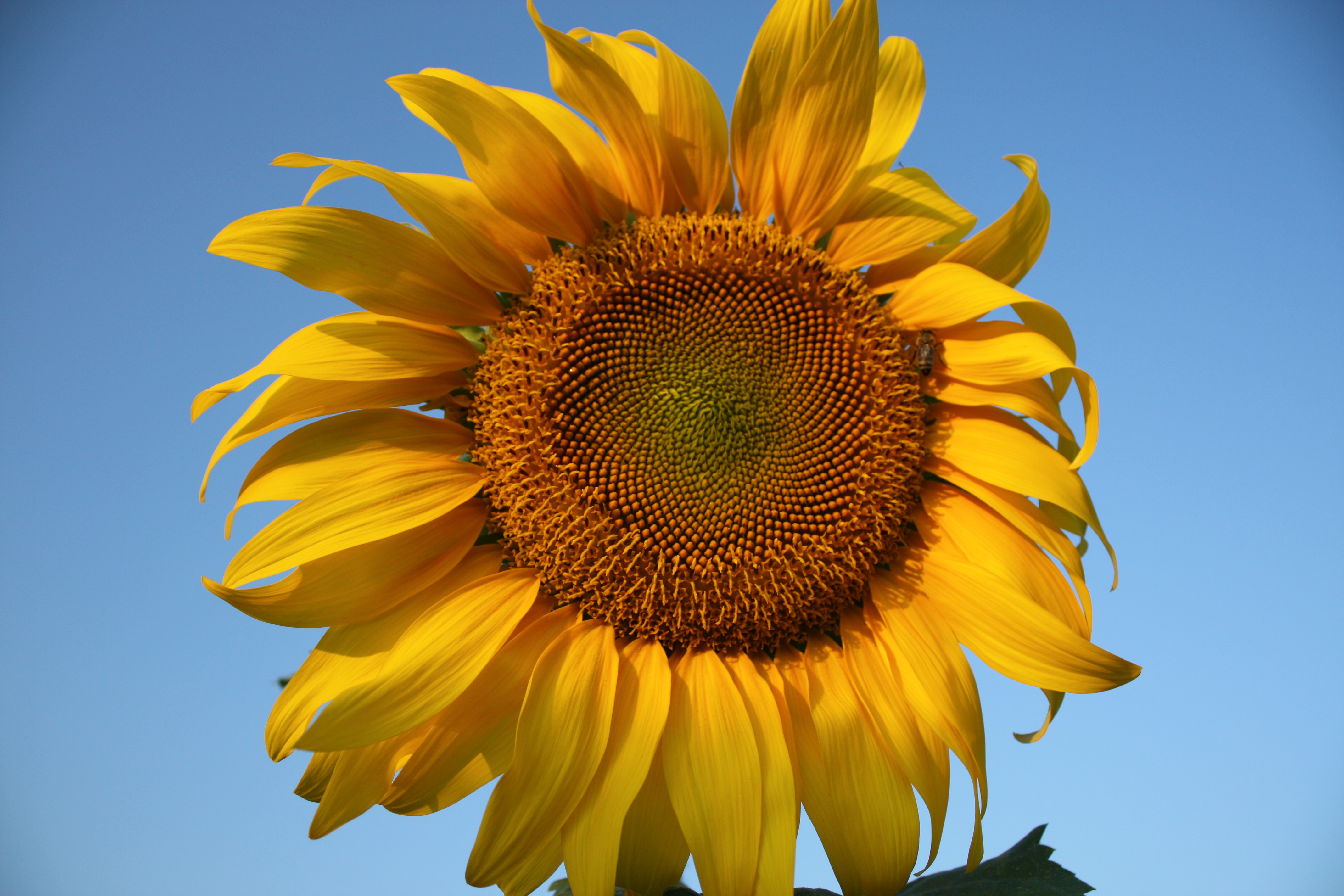A bee and Sunflover