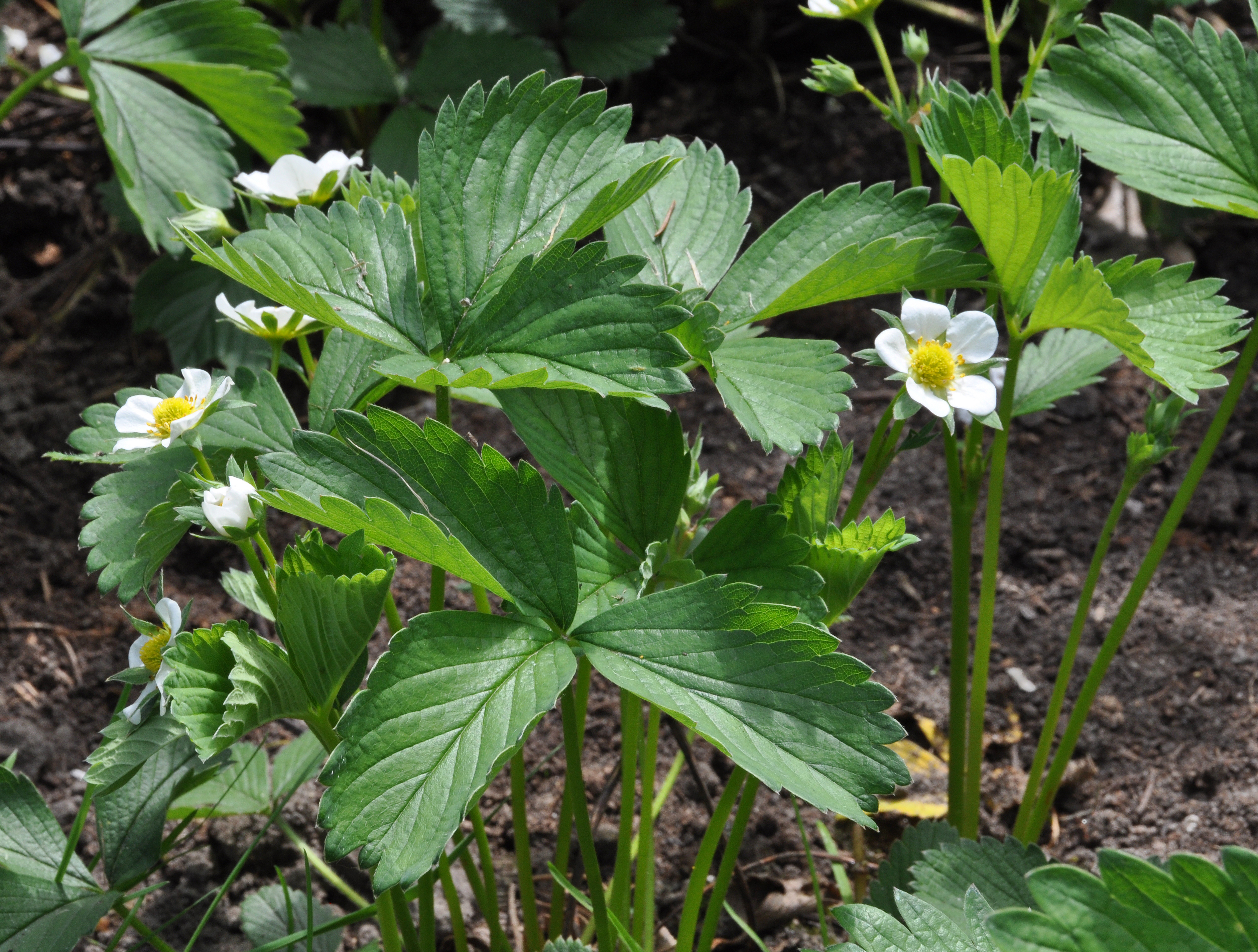 Aardbeienplant R01