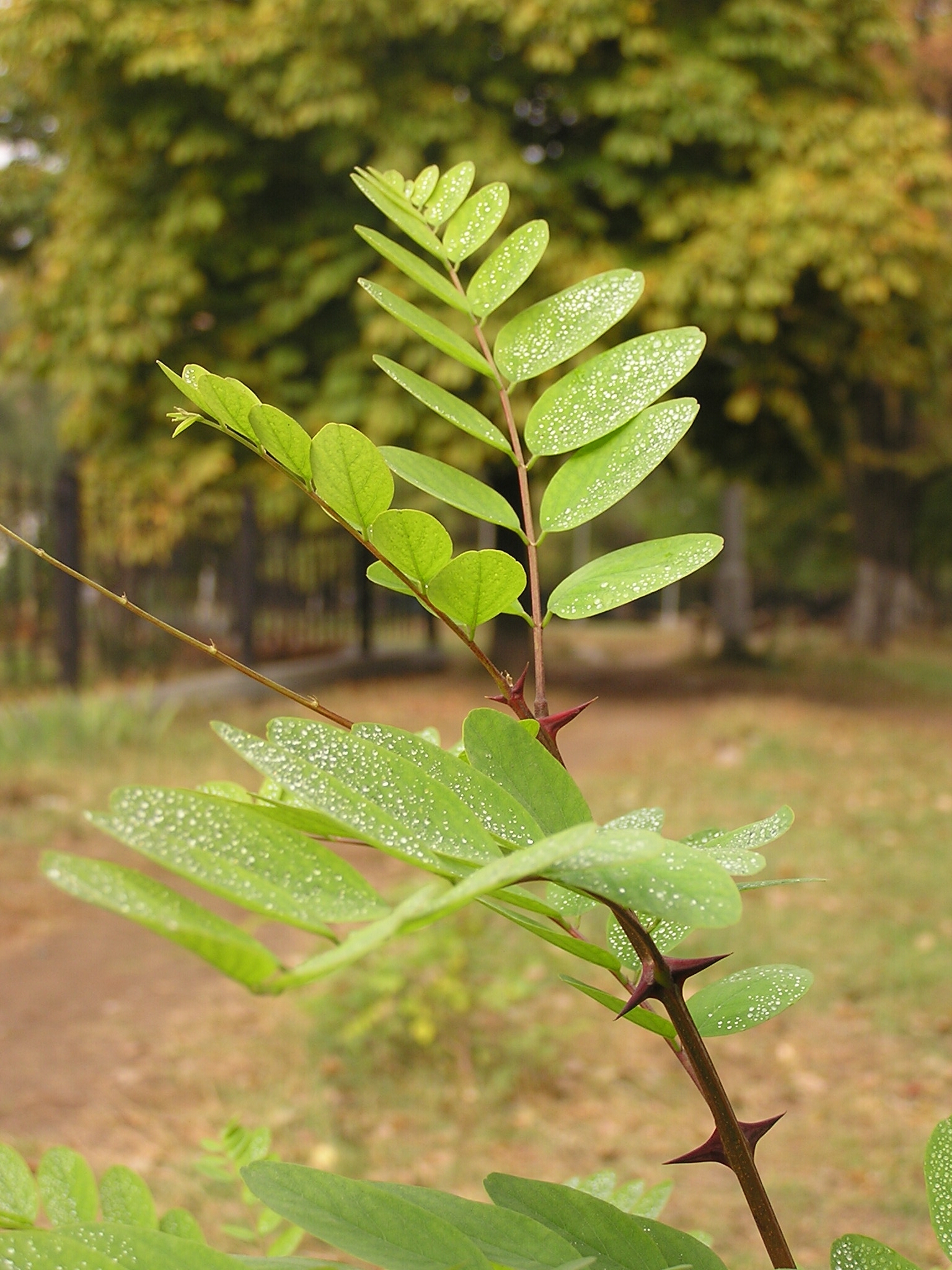 Ab plant 08