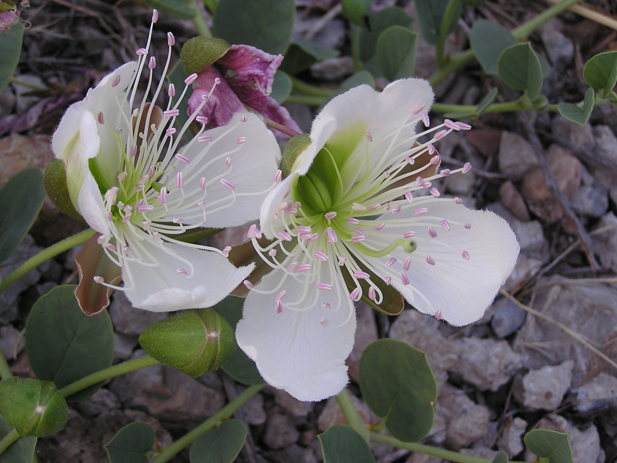 Ab plant 104