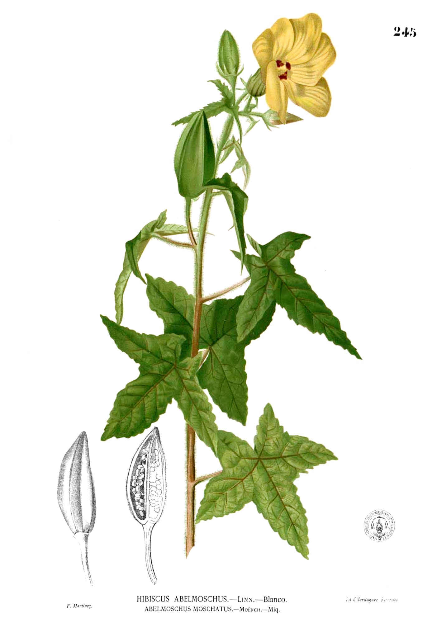 Abelmoschus moschatus Blanco2.245
