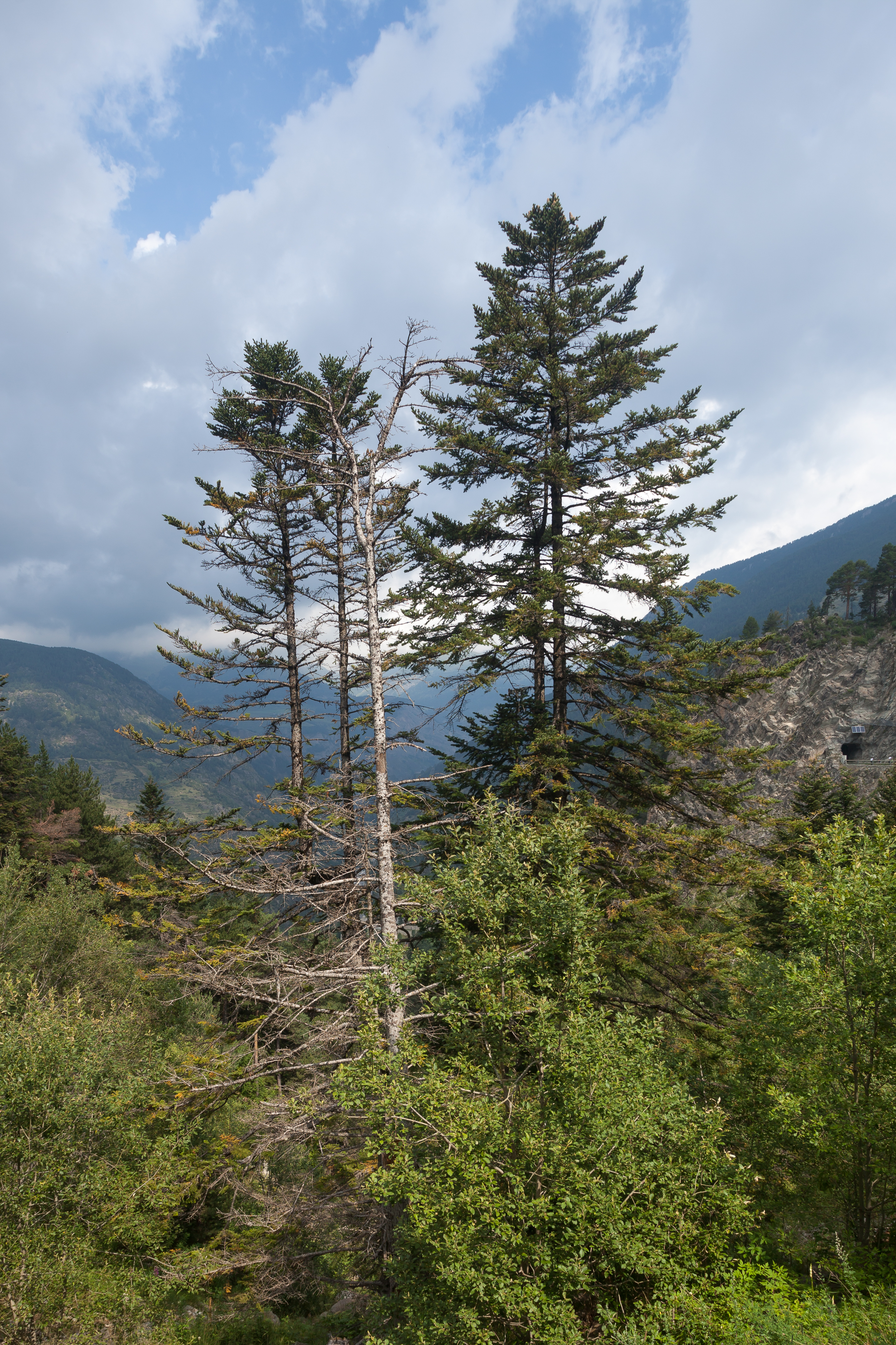 Abies alba, Les Pardines, Andorra 250