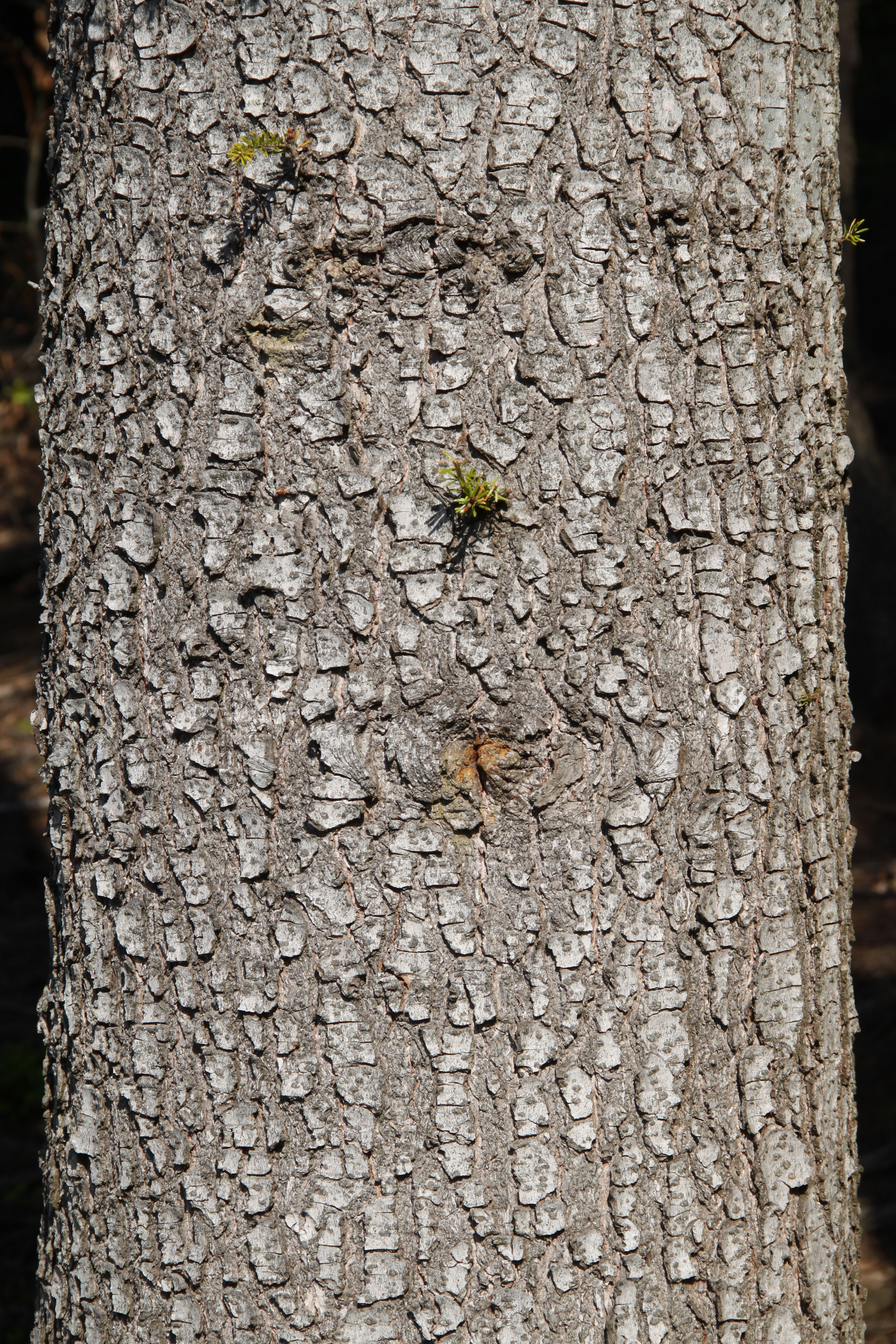 Abies alba bark Silesian Beskids