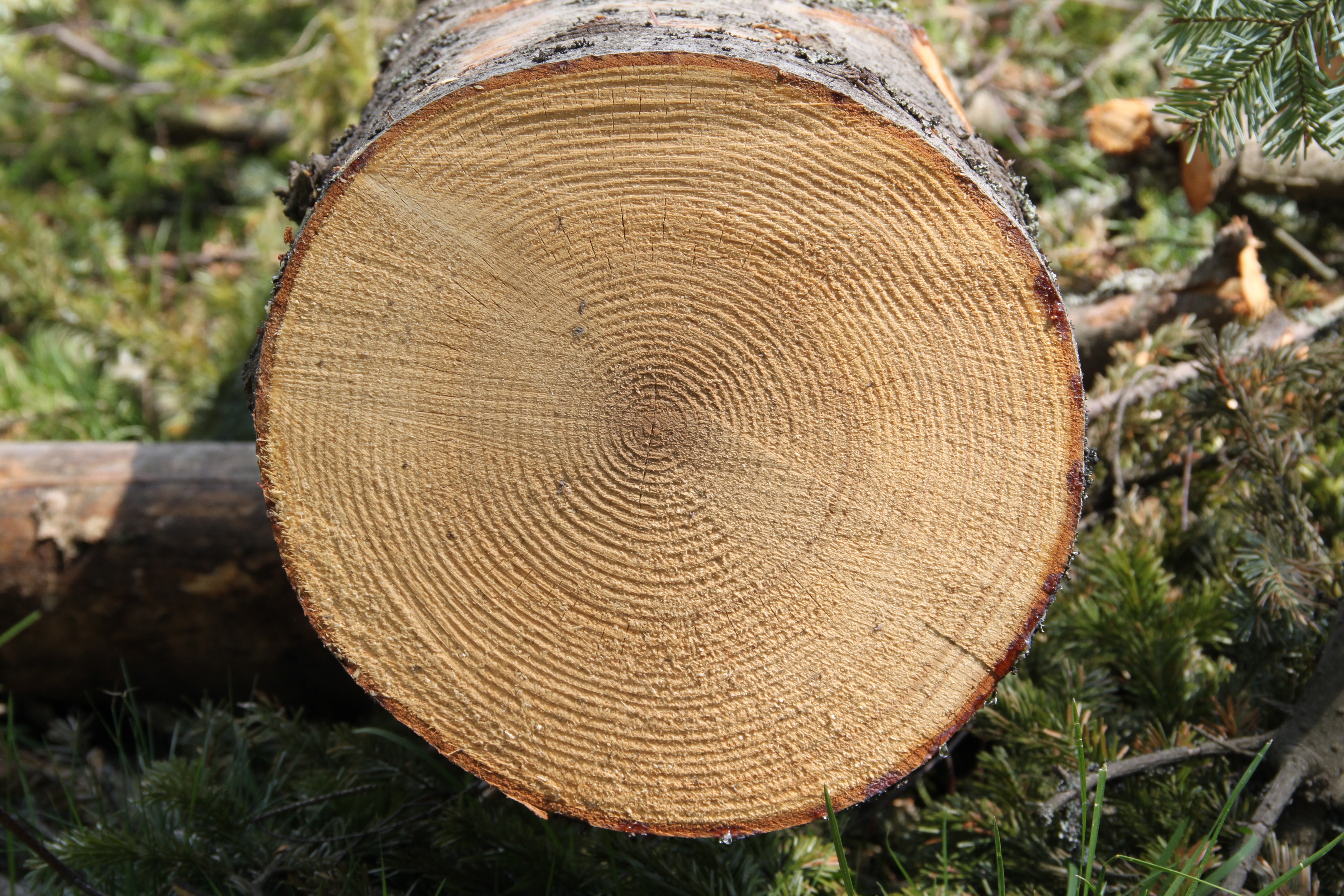 Abies alba cross section Beskid Żywiecki