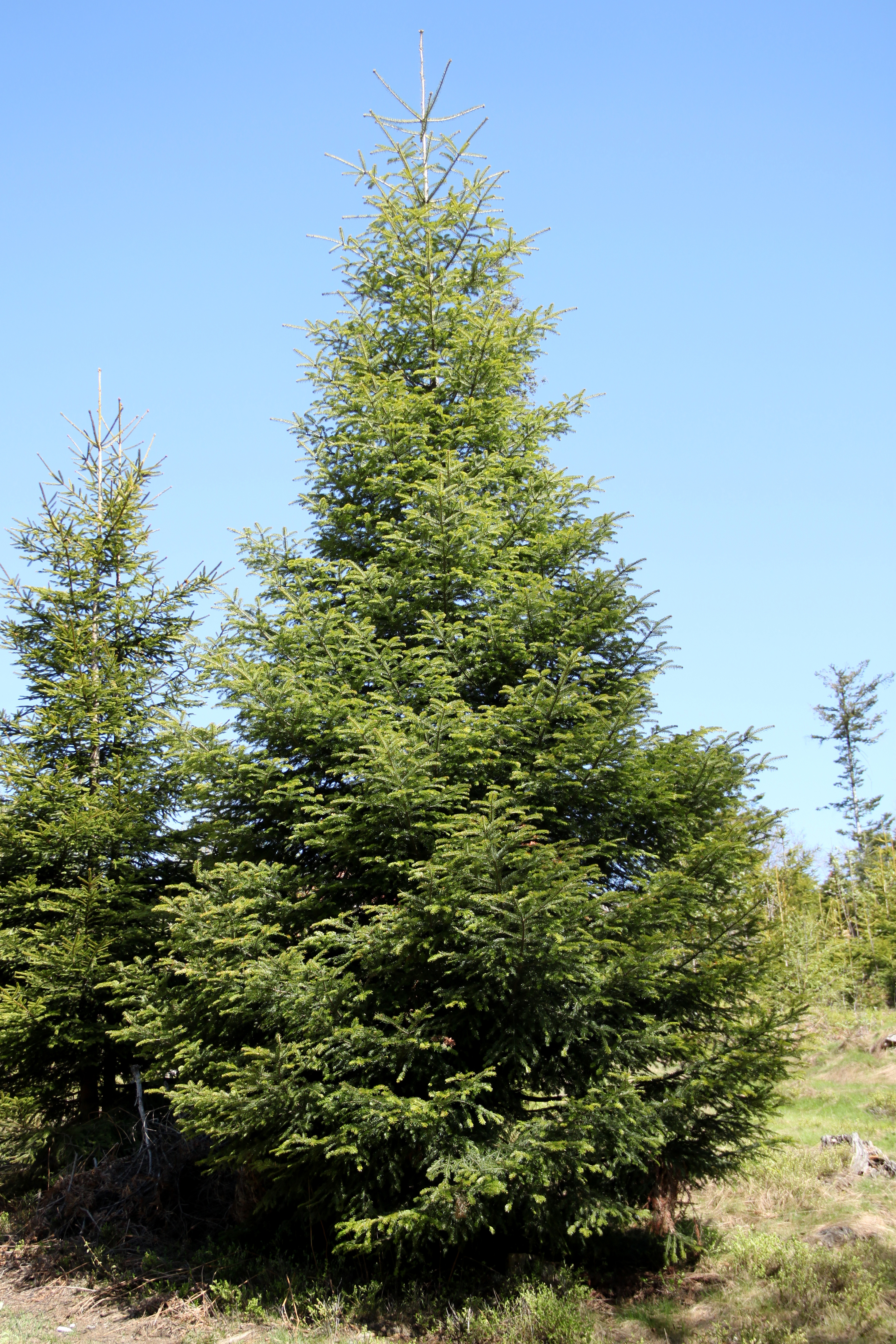 Abies alba Silesian Beskids