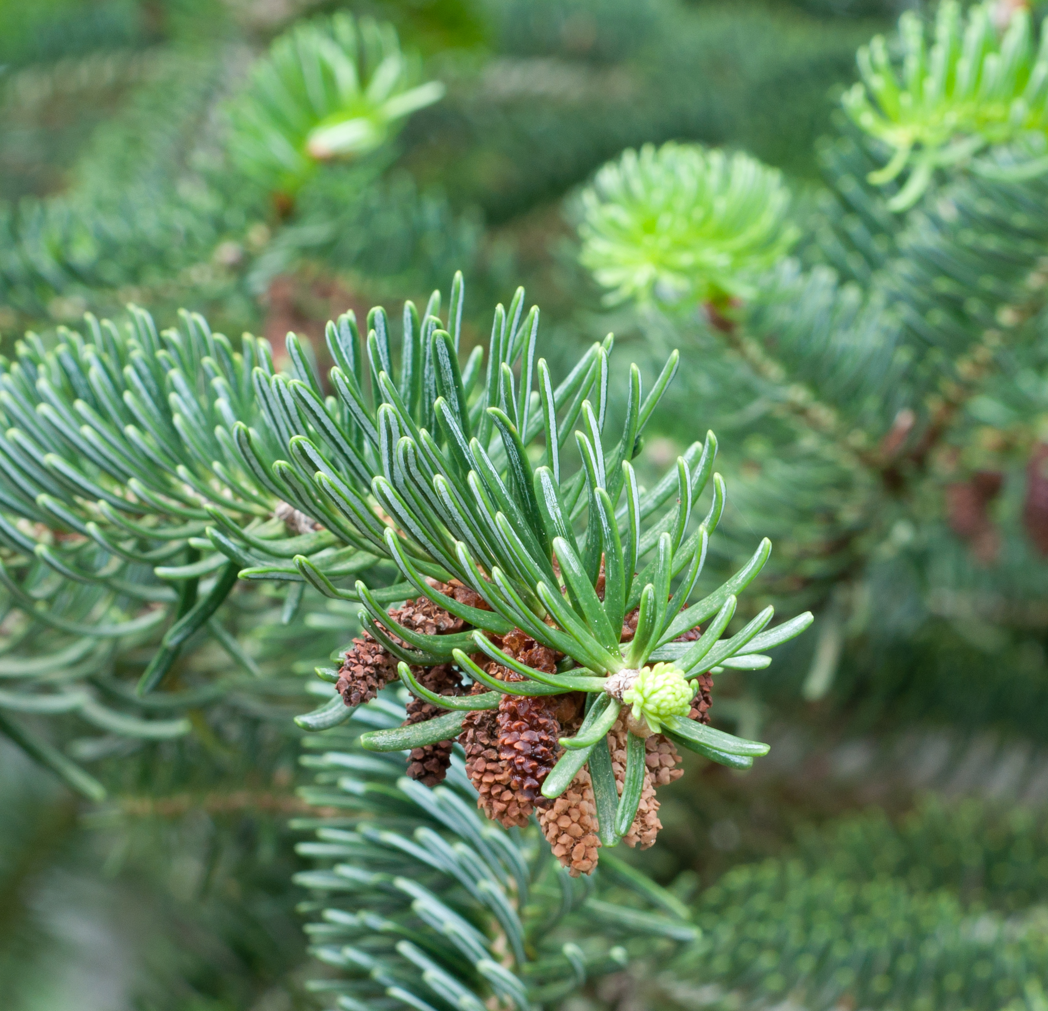 Abies cephalonica - Balchik