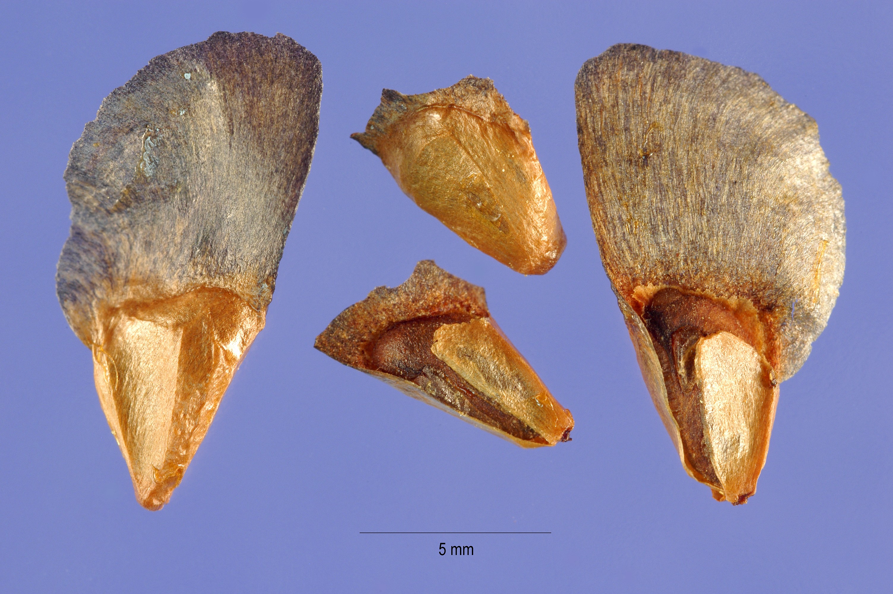 Abies fraseri seeds