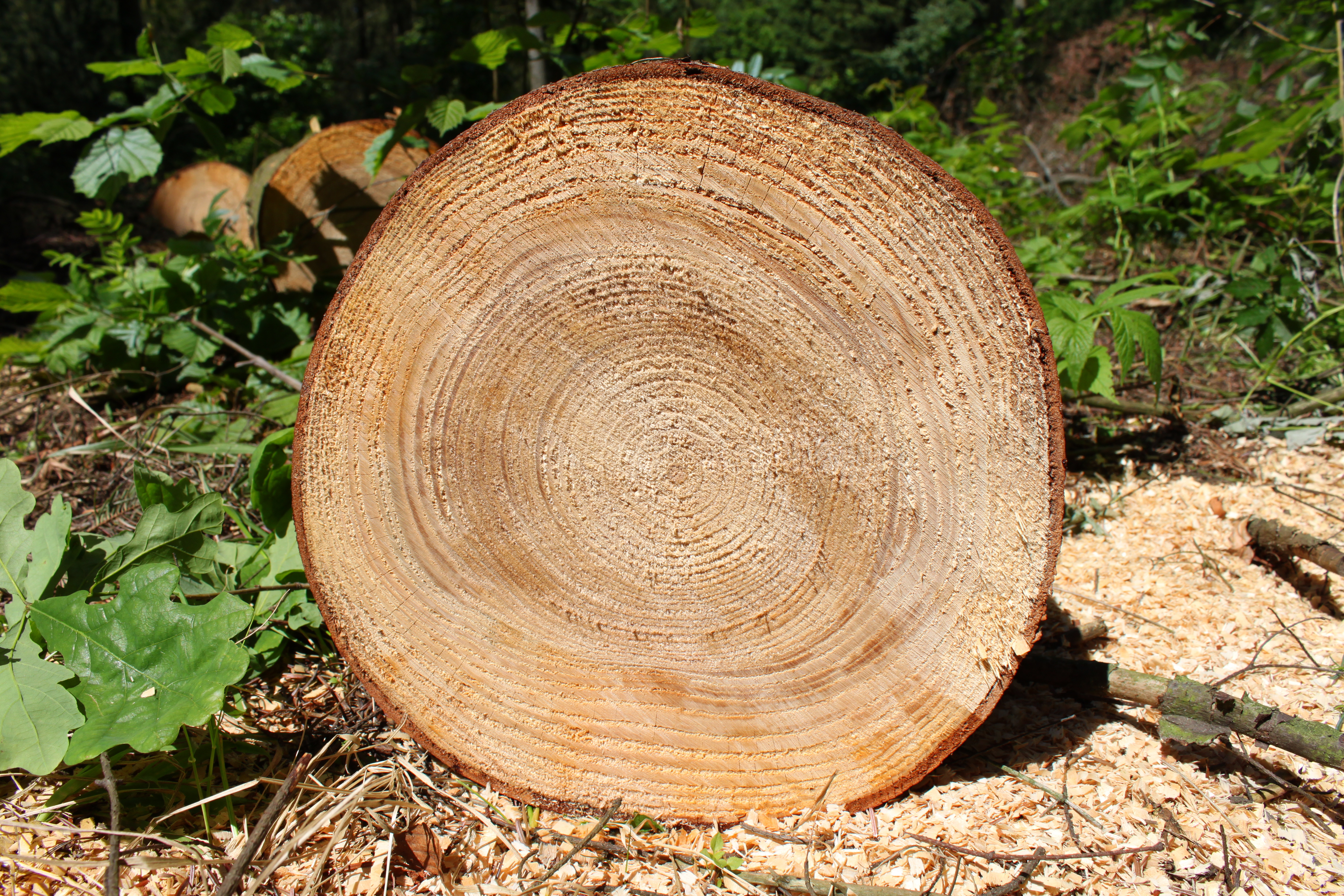 Abies grandis cross section