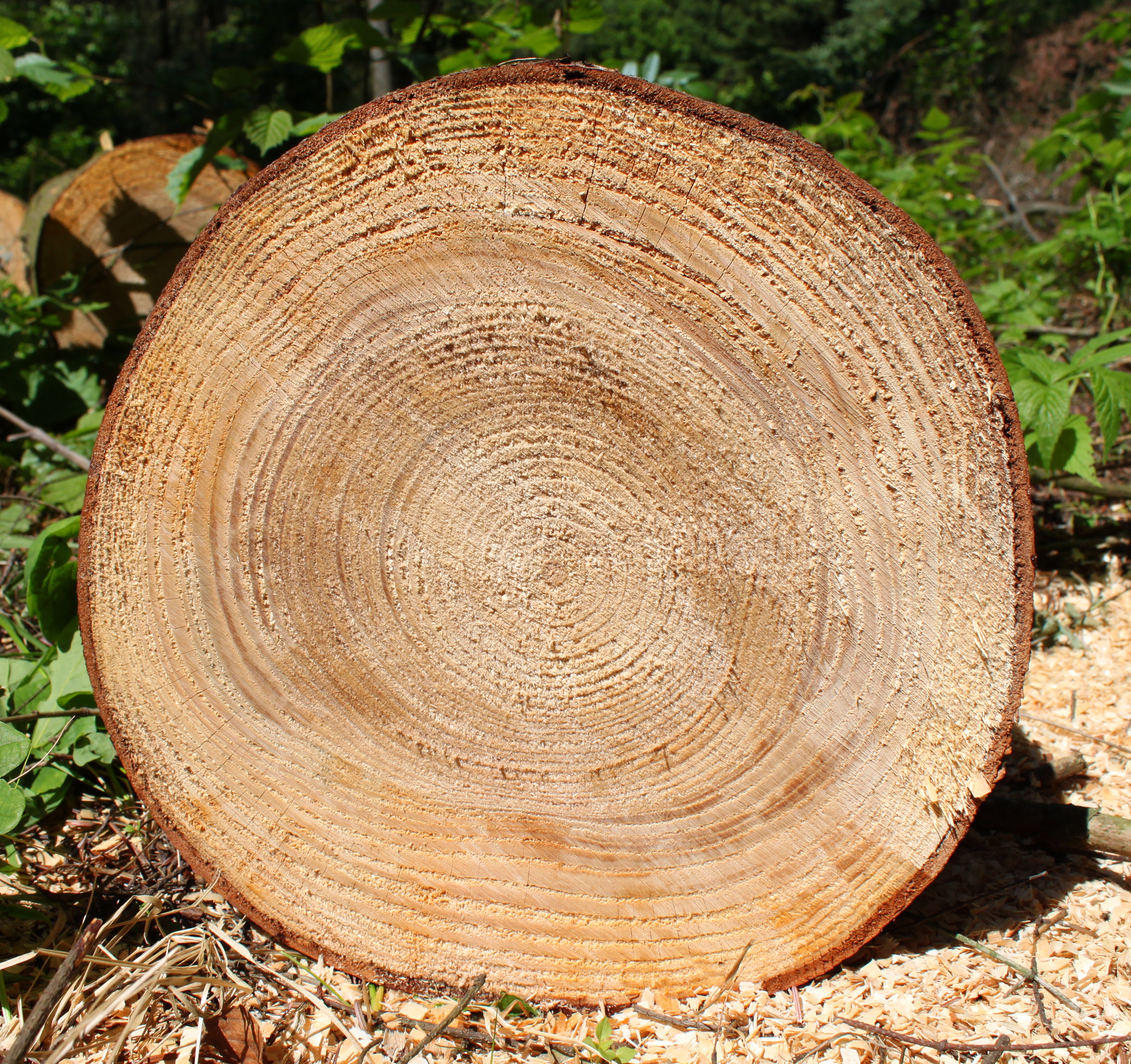 Abies grandis cross section cropped